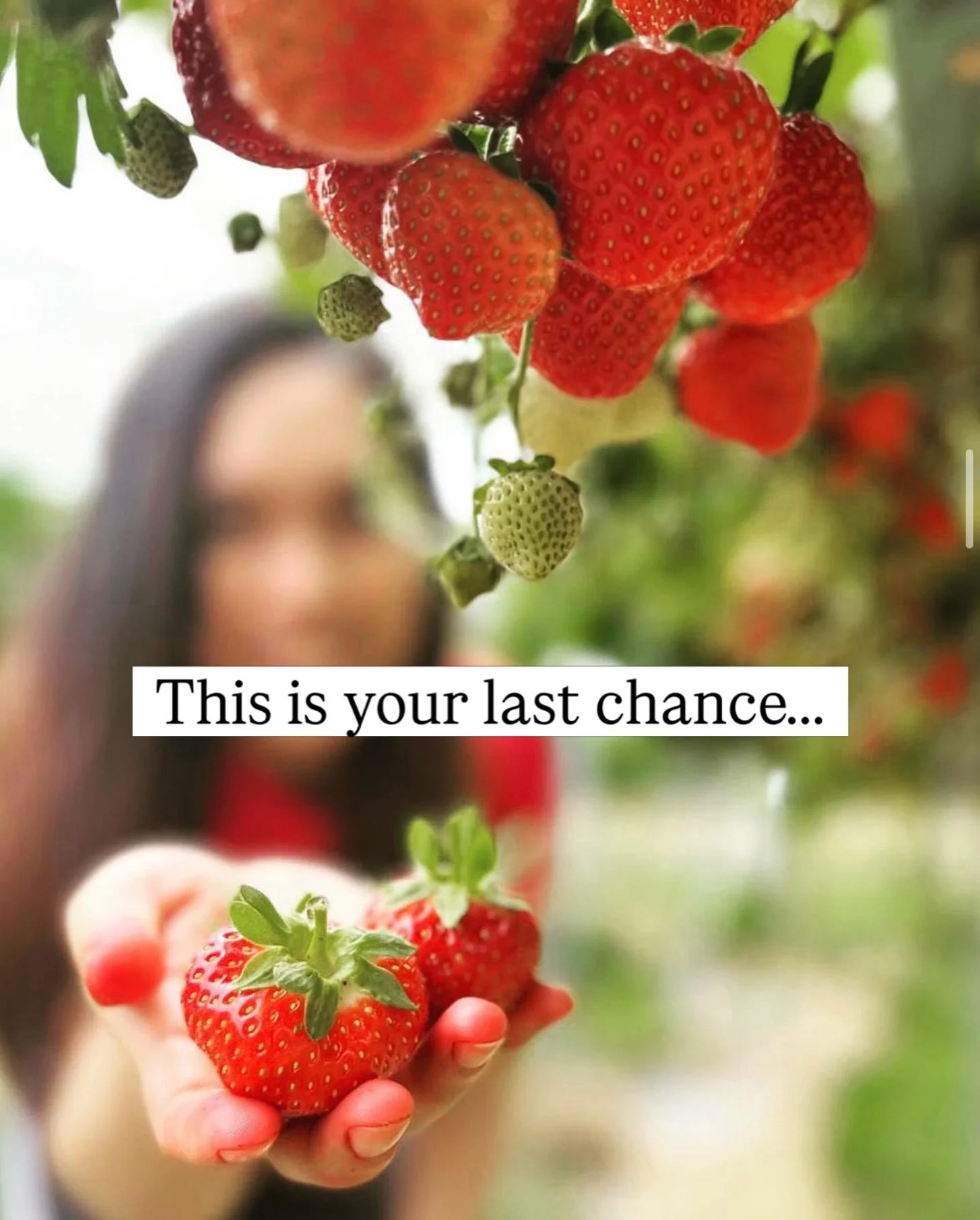 🍓Last chance for strawberries🍓

This is your LAST WEEK to get your hands on our strawberries before we finish for the berry season. 

As anticipated, we are closing slightly earlier than we&rsquo;d hoped due to a particularly challenging growing se