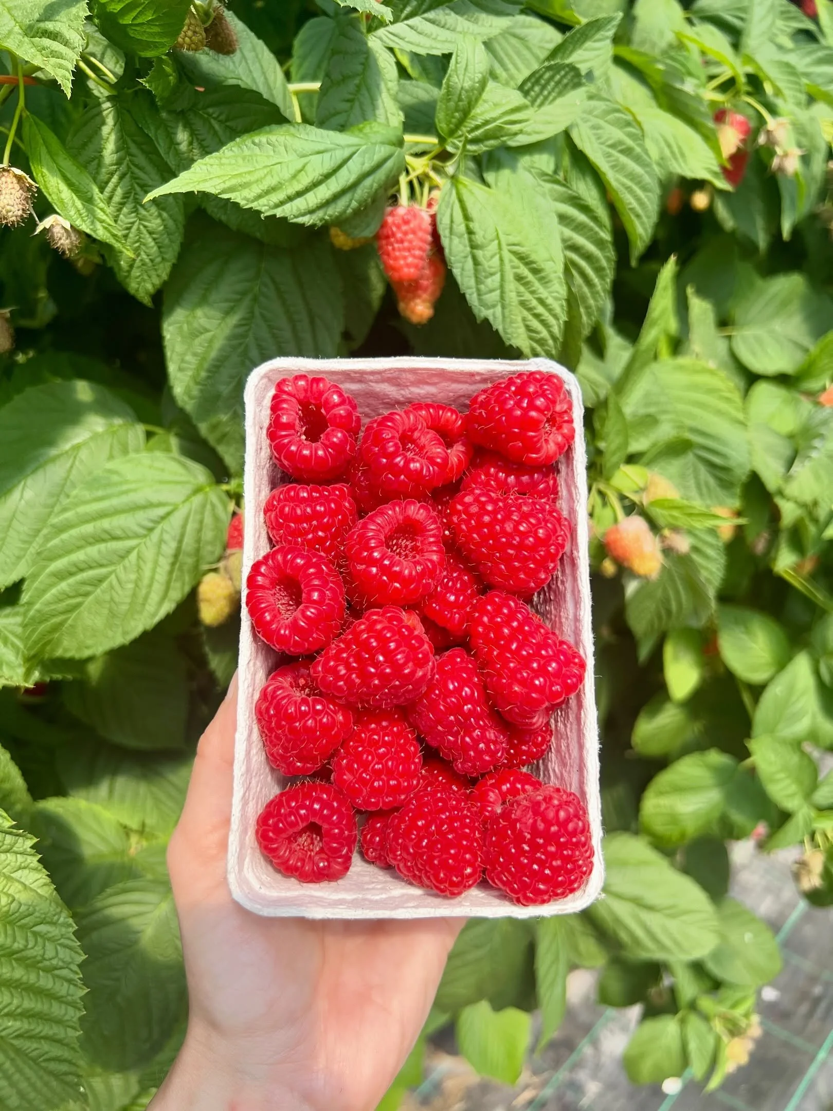 A little update from us...

With the hot weather we&rsquo;ve been experiencing, our picking season is likely to be shorter than usual this year. The fruit is ripening much faster than expected, which means the season may come to an end sooner than we