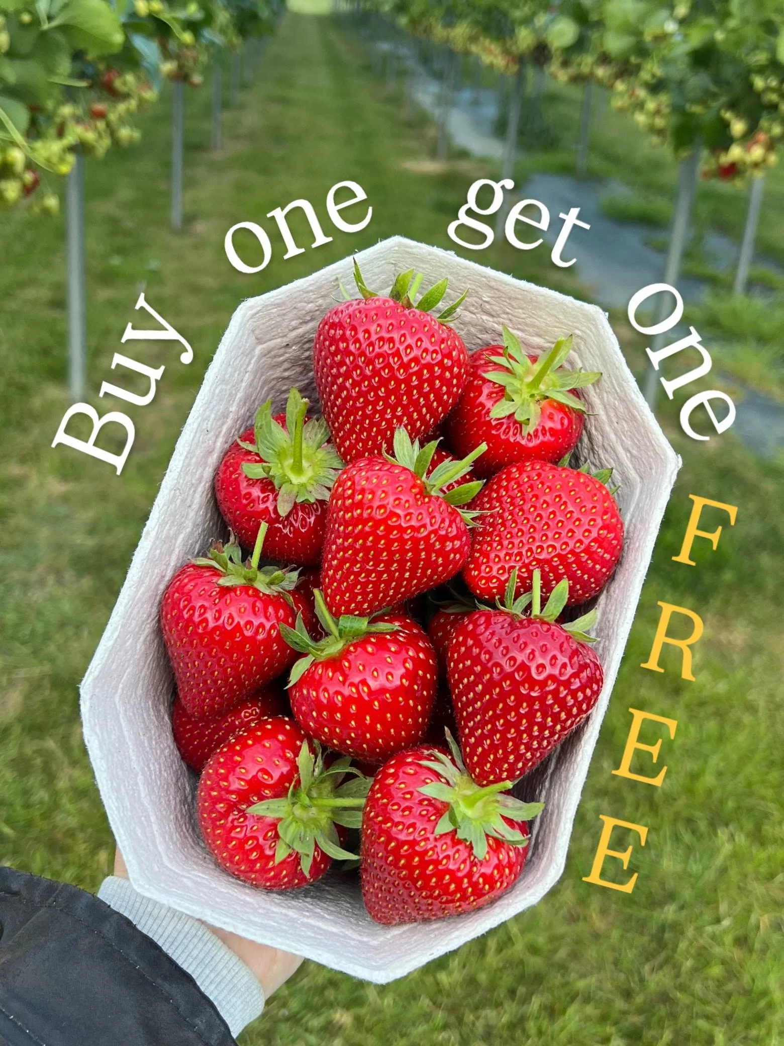 🚨 It&rsquo;s Back! 🚨

BUY ONE, GET ONE FREE is back for TODAY ONLY! 🎉

There&rsquo;s never been a better time to treat yourself (or share with someone else!). Stock up on your favourites while this amazing offer lasts🍓

*Buy one FULL punnet and g