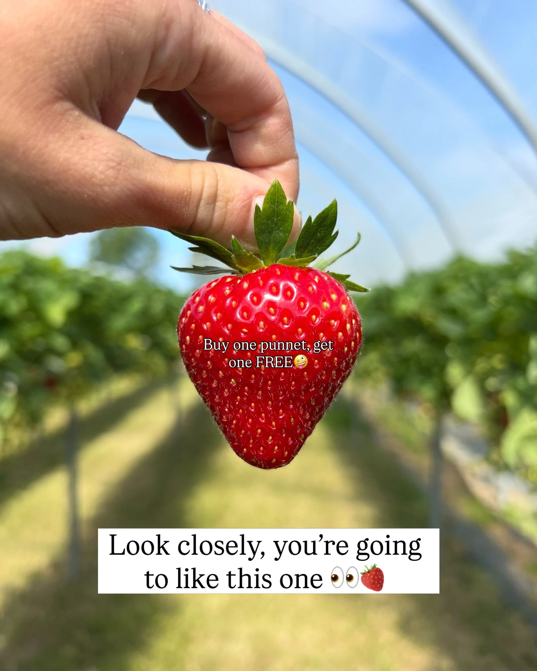 We&rsquo;ve hidden a special offer inside this strawberry...Found it? 🍓

If not, here&rsquo;s the secret👇🏼

✨Buy One Punnet, Get One FREE*!✨

Only available Tuesday - Thursday (30th June - 2nd July) - so be quick🏃🏻&zwj;♀️

*Lightest punnet free,