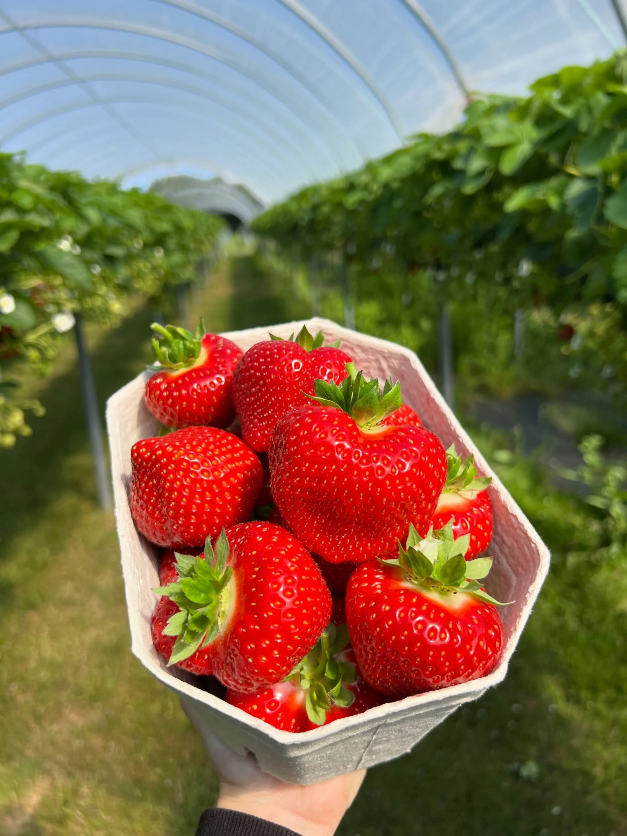 New tunnels, new variety, massive berries!

Meet Limalexia🍓 

With its large, vibrant red fruit, outstanding sweetness and classic strawberry flavour, it&rsquo;s easy to see why this variety is popular. The berries are juicy, aromatic and absolutely