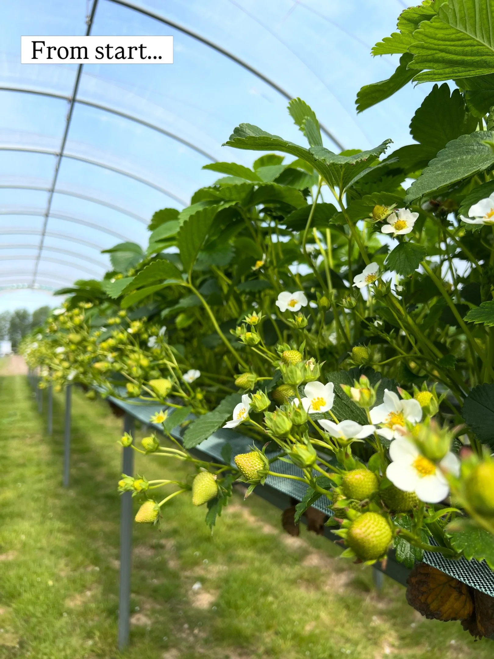 And just like that&hellip; our berry season has come to an end 💔🍓

A huge thank you to every single one of our customers who supported us this season. Whether you visited the farm, bought our berries, shared our posts, or simply enjoyed the fruit w