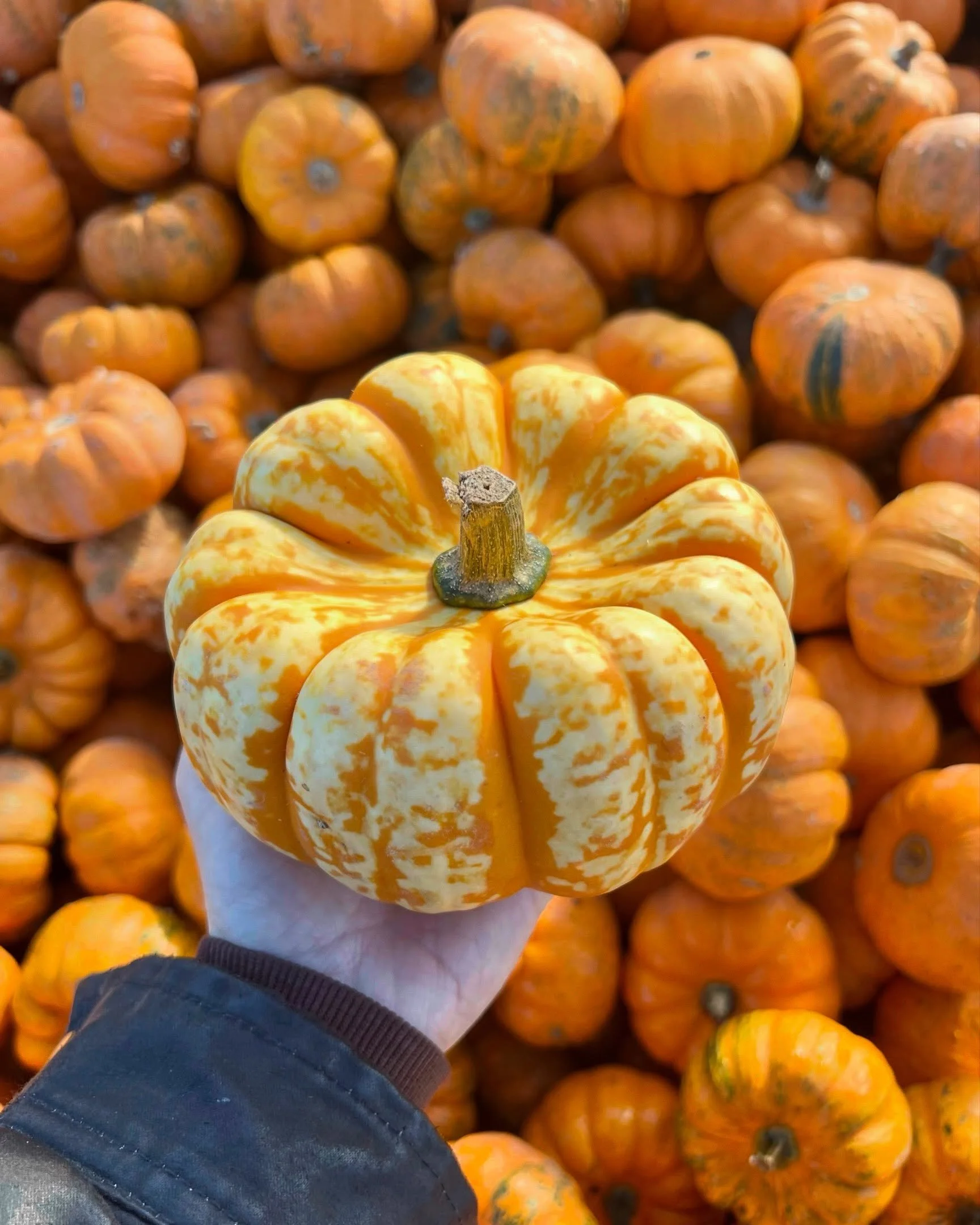 🌧️ IMPORTANT UPDATE 🌧️

Due to the incoming storm and the weather conditions forecast, we&rsquo;ve made the tough decision to close the pumpkin patch tomorrow to keep everyone safe💨

We&rsquo;re so sorry for any disappointment and thank you for yo
