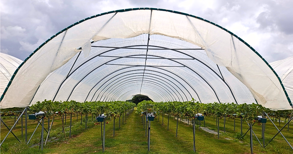 Strawberry picking polytunnel