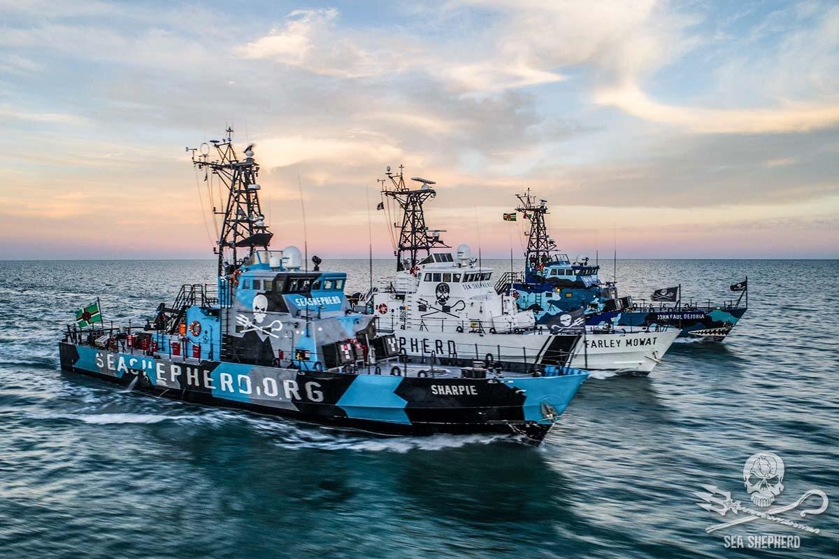 Sea Shepherd's fleet of ships