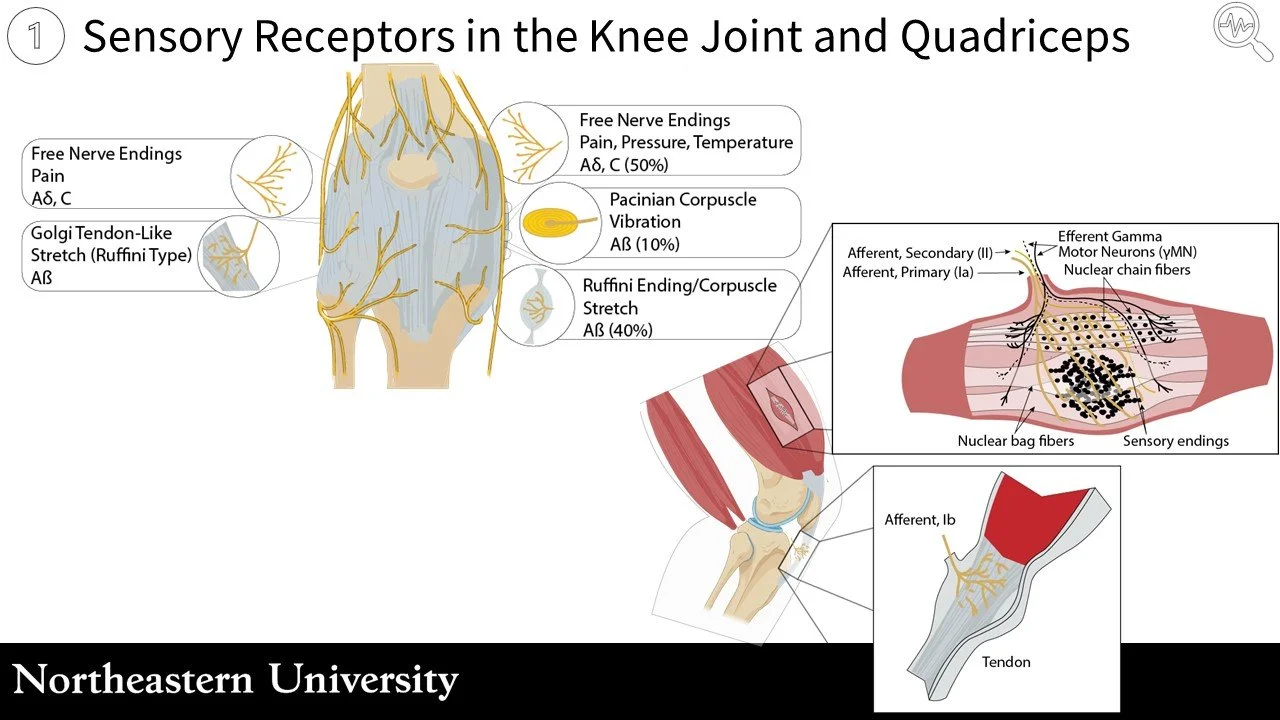 Rewiring Recovery: Treating Muscle Inhibition After Knee Injury — LIVE4 ...