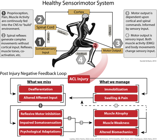 Arthrogenic Muscle Inhibition — LIVE4 Sports Physical Therapy ...