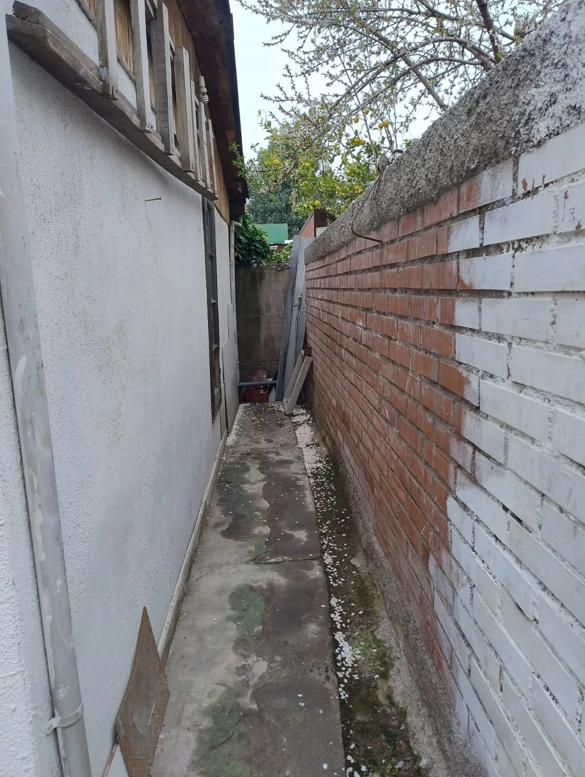 pepeabad20.jpeg