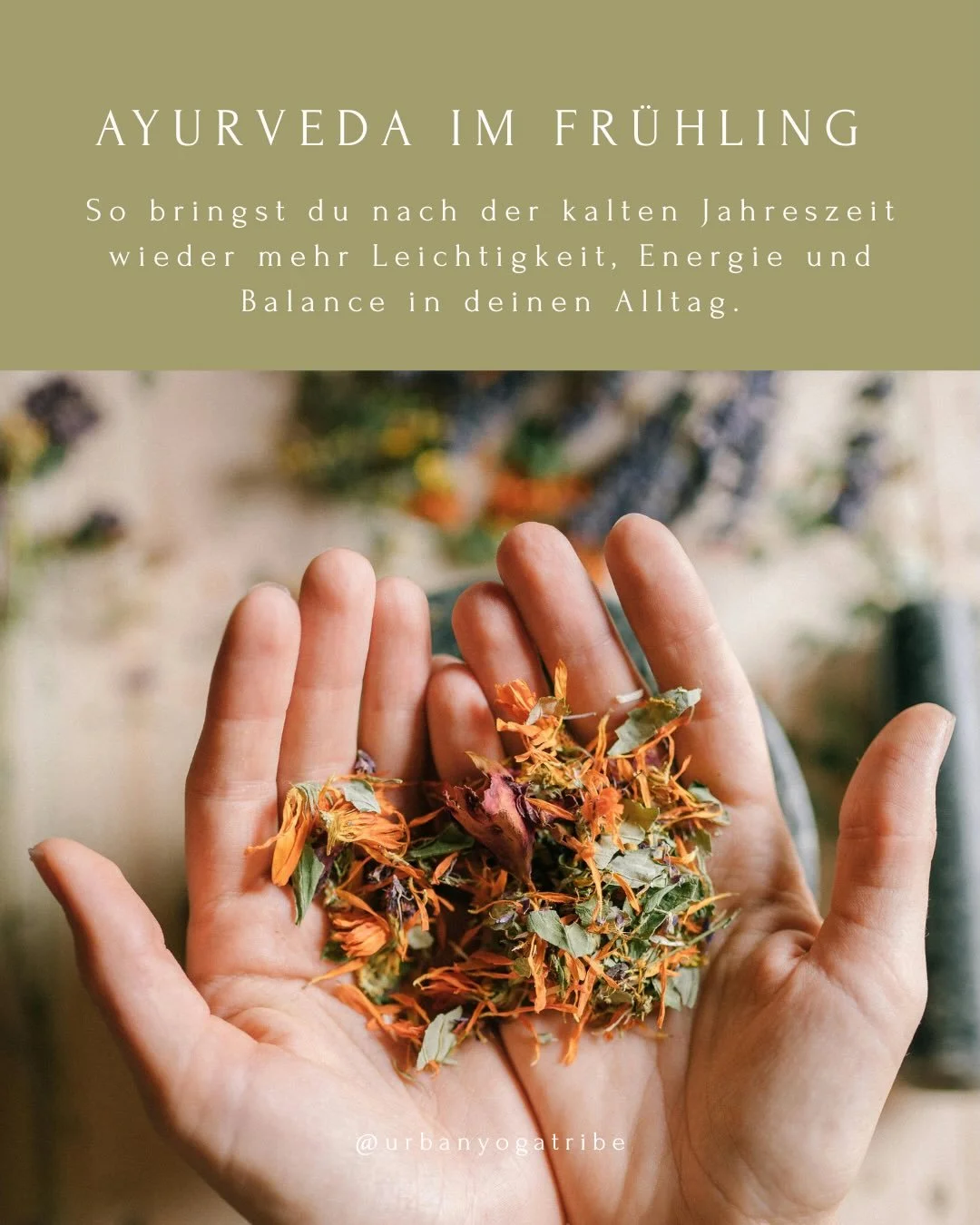 Zeit des Erwachens

Mit dem Fr&uuml;hling beginnt im Ayurveda eine Phase, die von Kapha und den Gunas (Qualit&auml;ten) schwer, k&uuml;hl &amp; feucht gepr&auml;gt ist .. Vielleicht sp&uuml;rst du gerade genau das: mehr M&uuml;digkeit, Tr&auml;gheit 