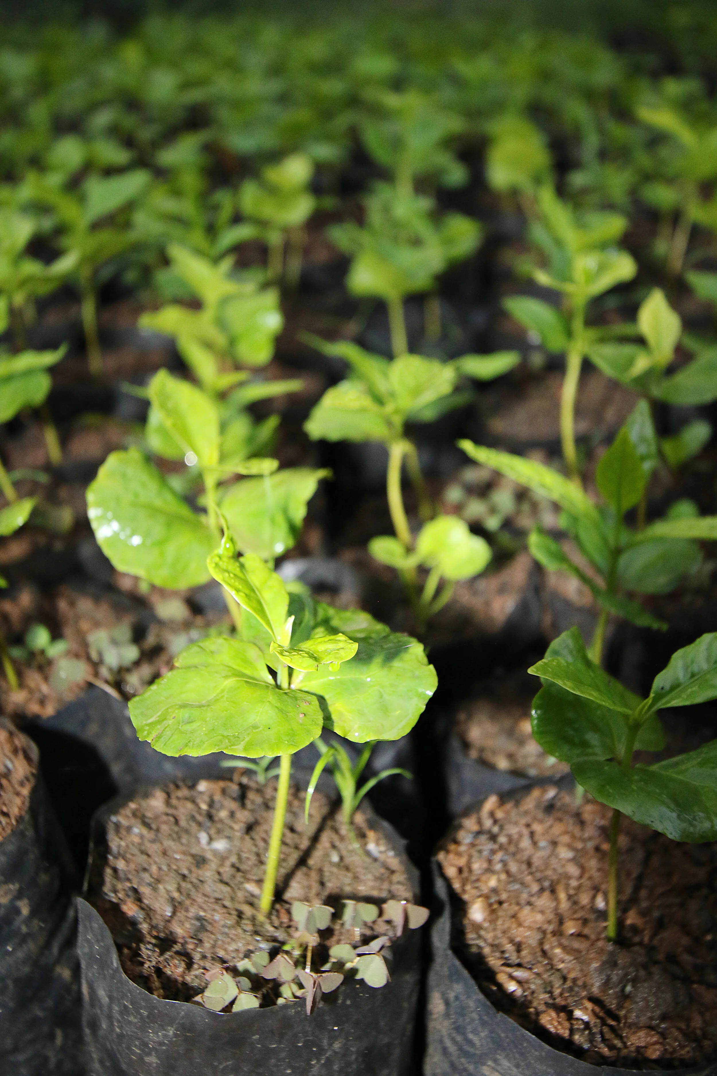 seedlings - Coffee seedlings1.JPG