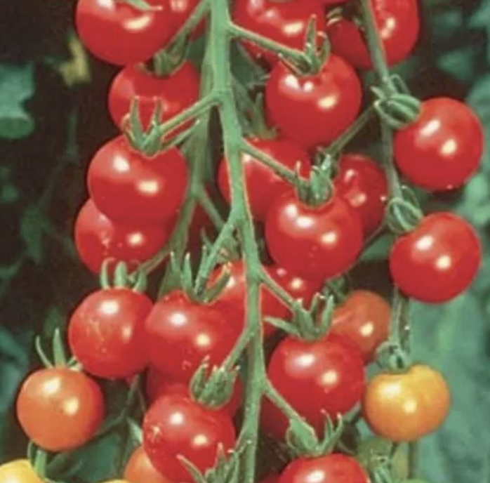 Super sweet 100 red cherry tomato