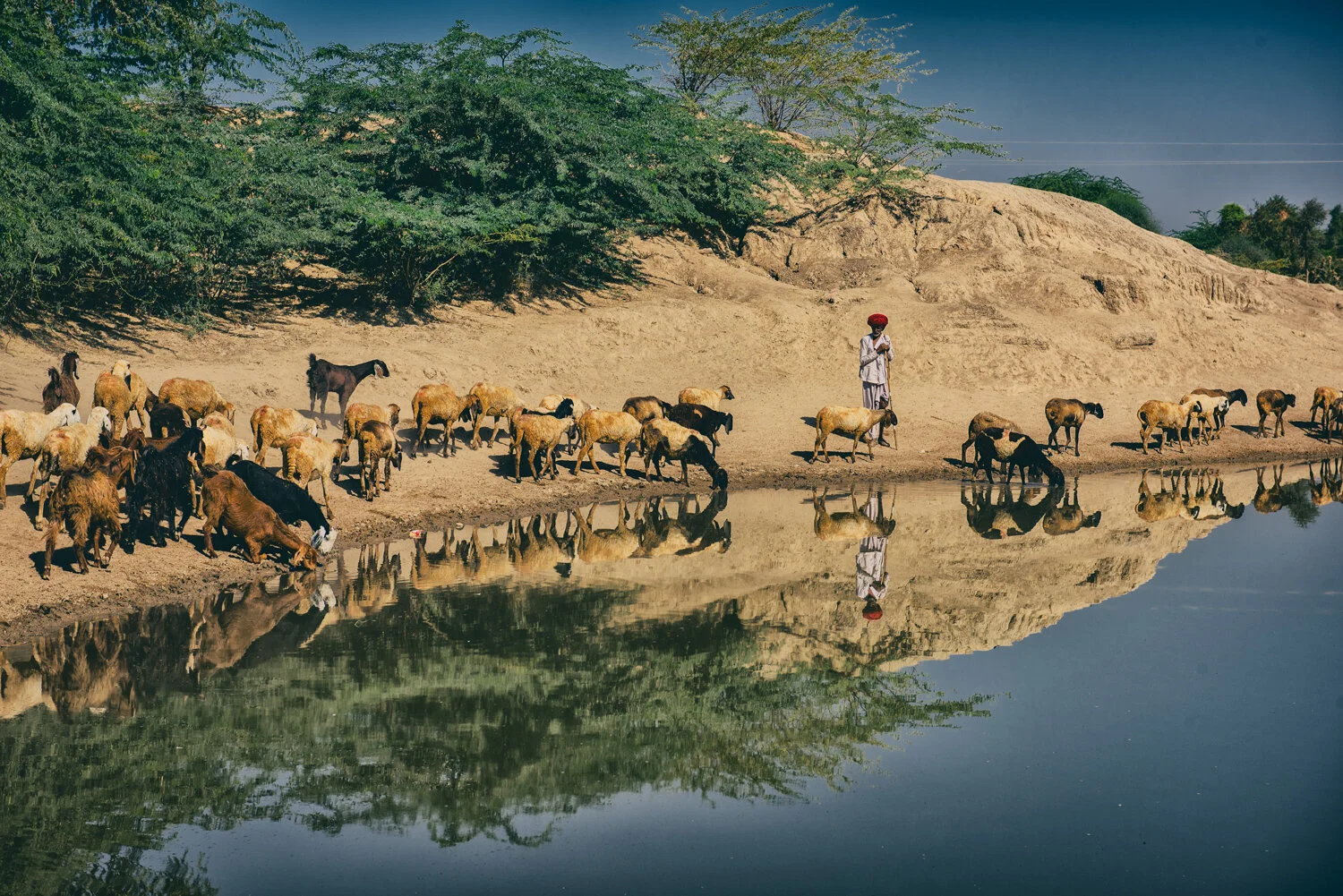 INDIA-2017-WIDE-HERDER.jpg