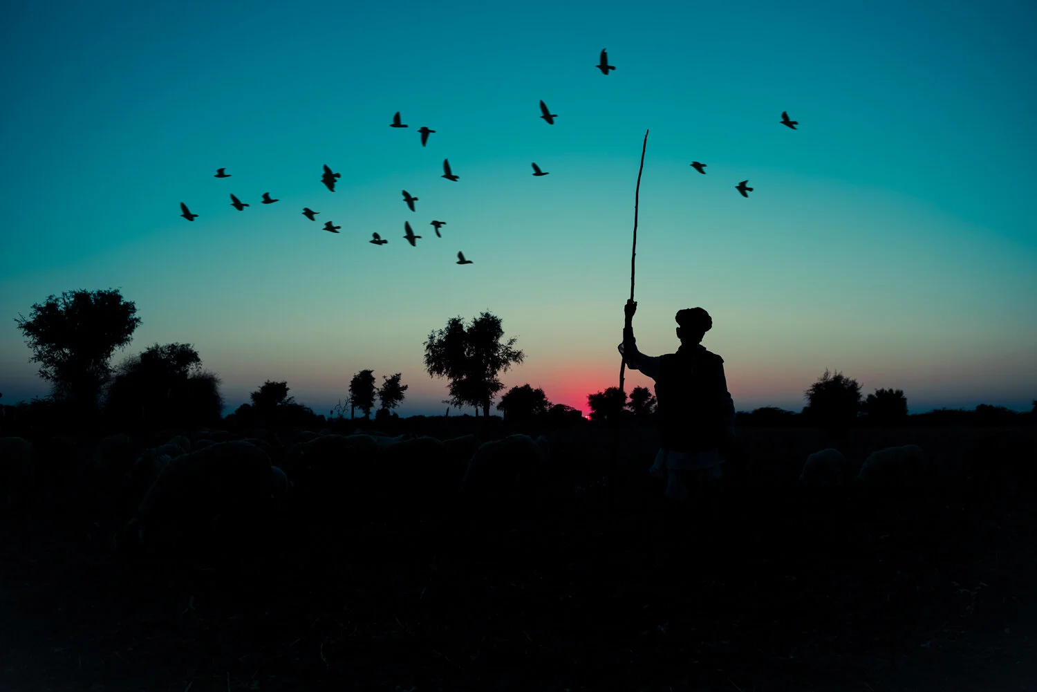 NIGHT-SHEEP-HERDER.jpg
