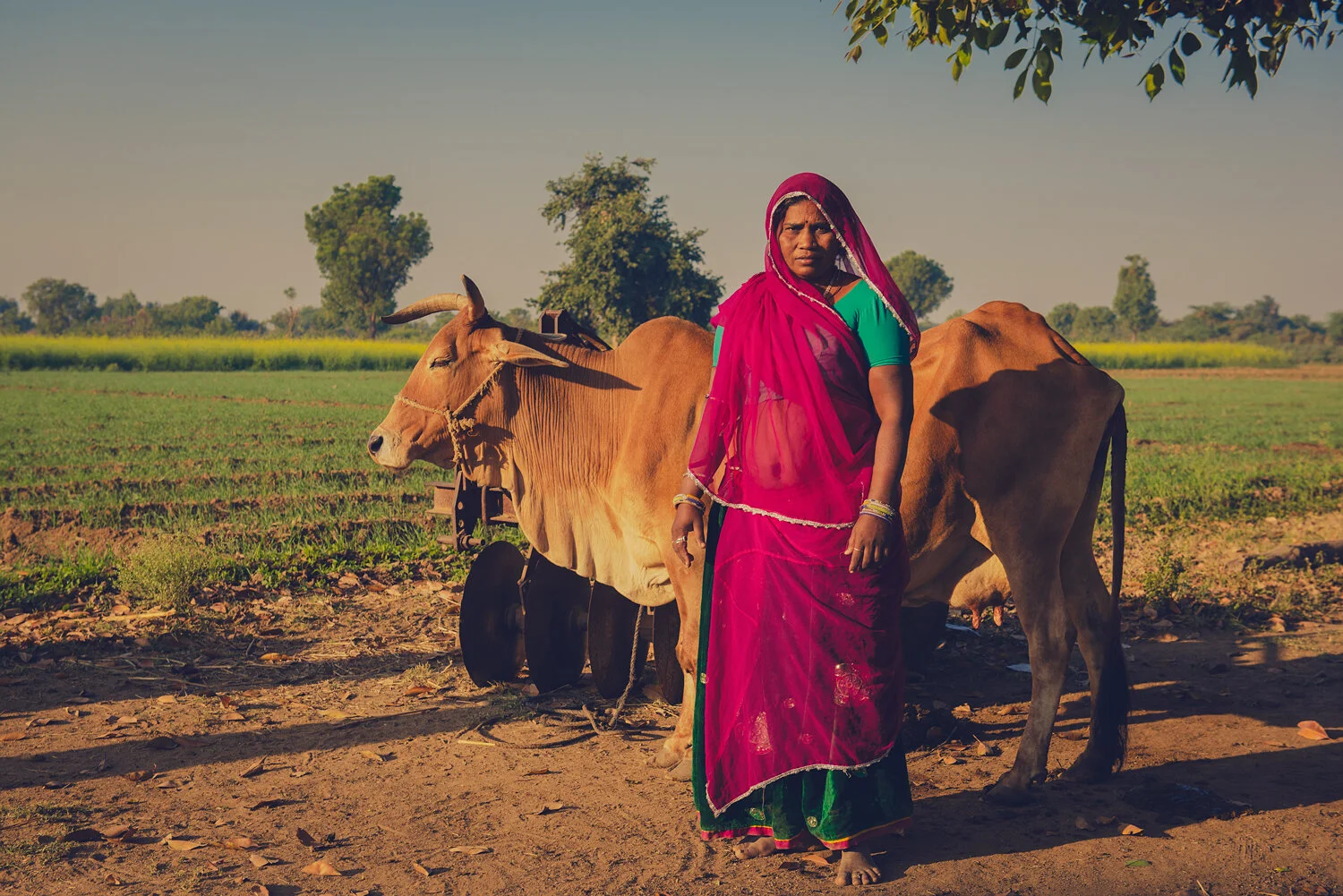 OLD-WOMAN-RED-SARI-COW.jpg
