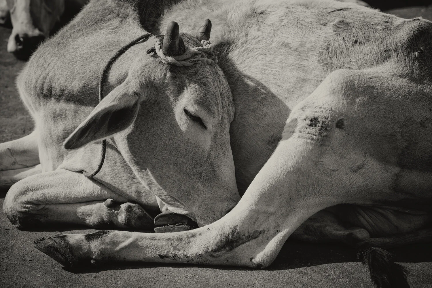 SLEEPING-COW.jpg