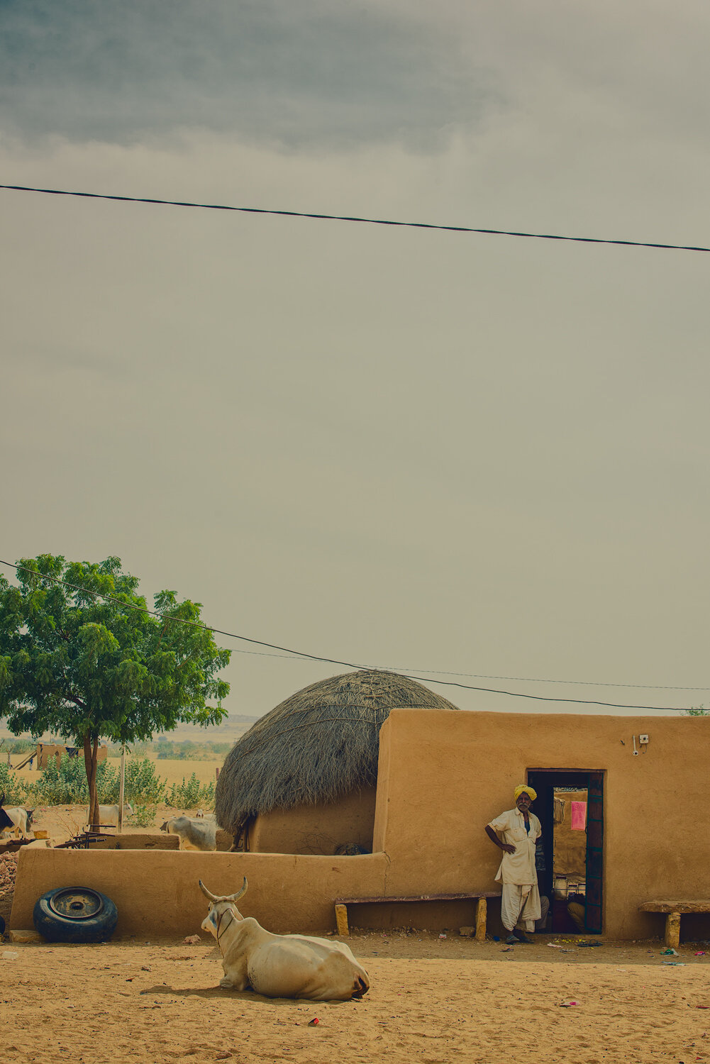 TURBAN-MAN-DOOR-COW.jpg