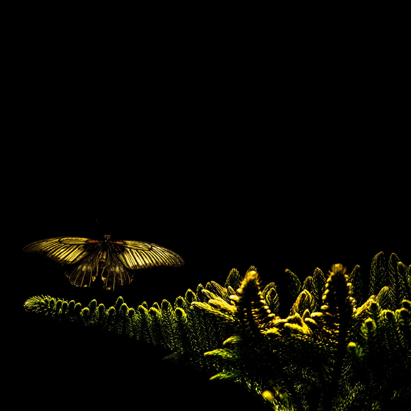 Phoblographer_Batkin_butterfly_liftoff.jpg