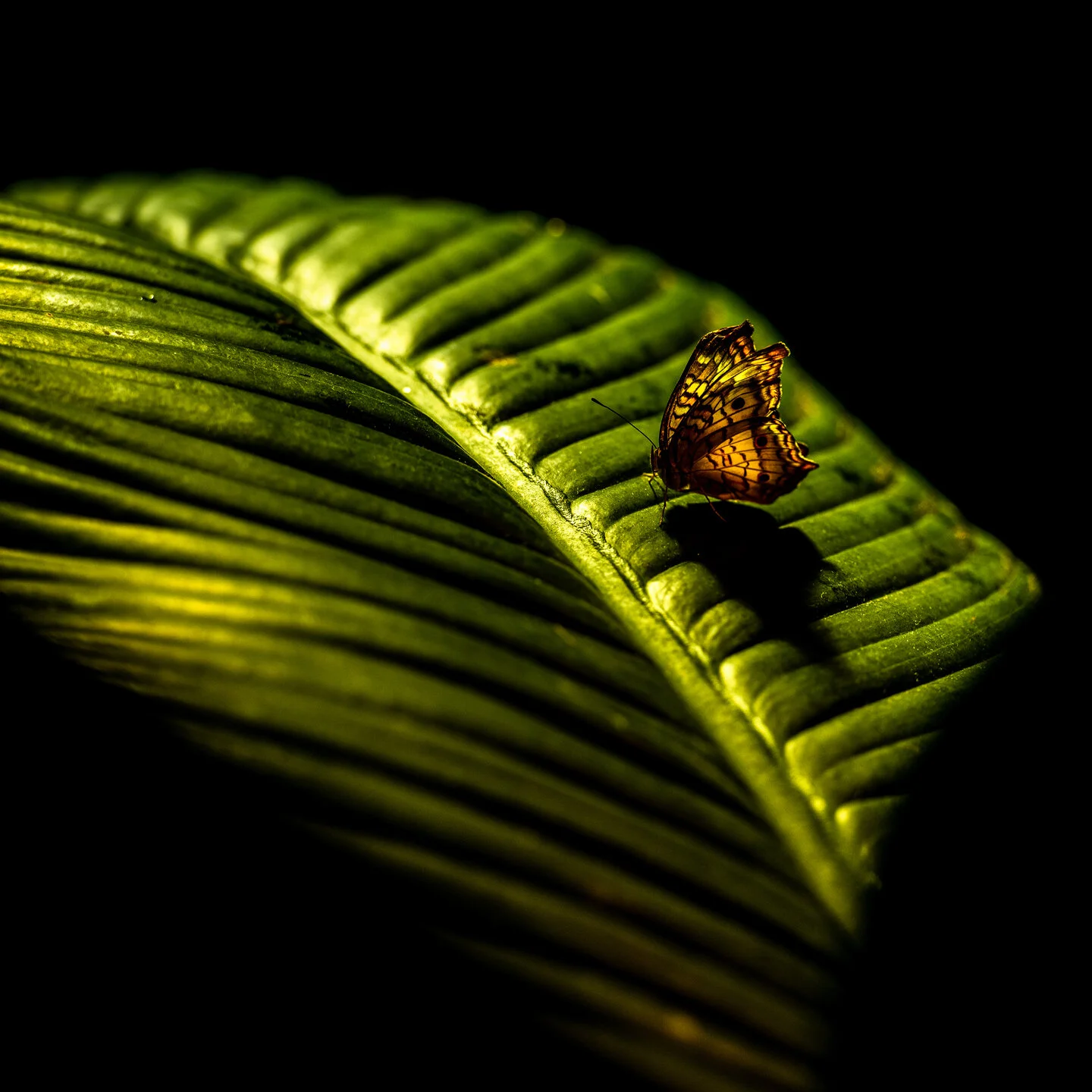 Phoblographer_Batkin_butterfly_small.jpg