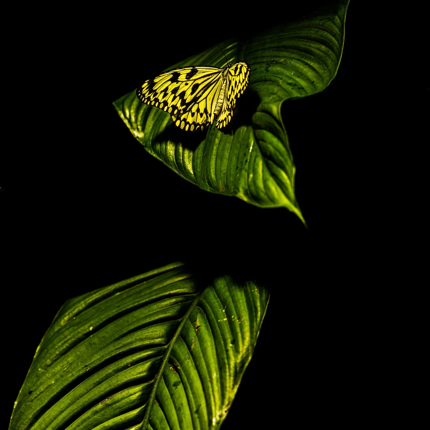  MUSEUM OF NATURAL HISTORY. Featured article in: The Phoblographer. 