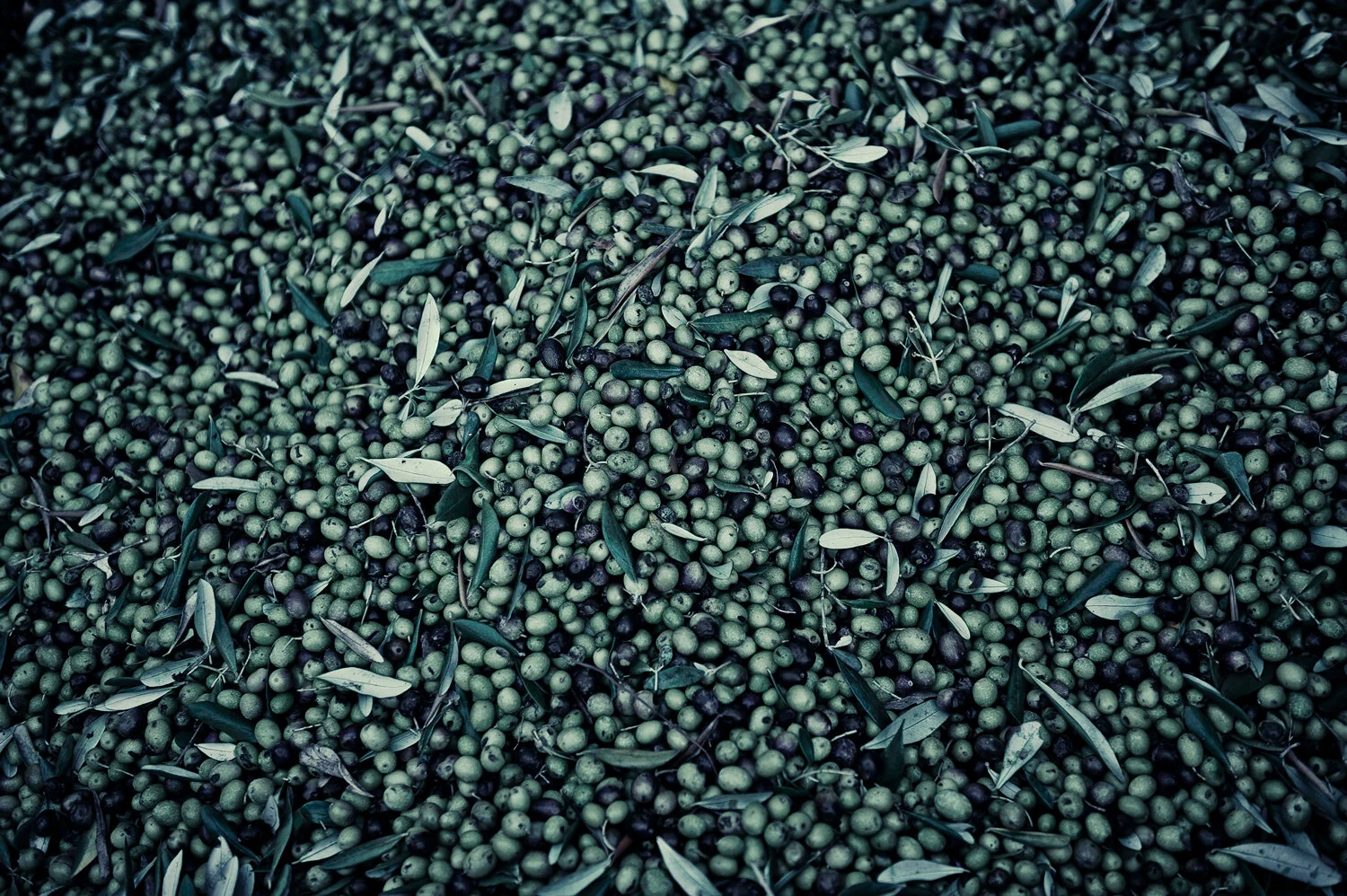 OLIVES.jpg