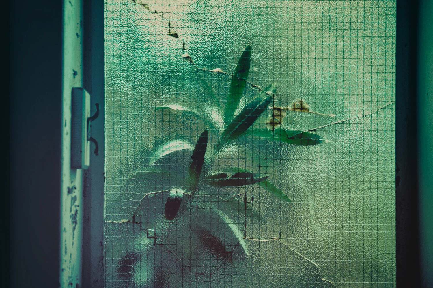 GLASS-PLANTS.jpg