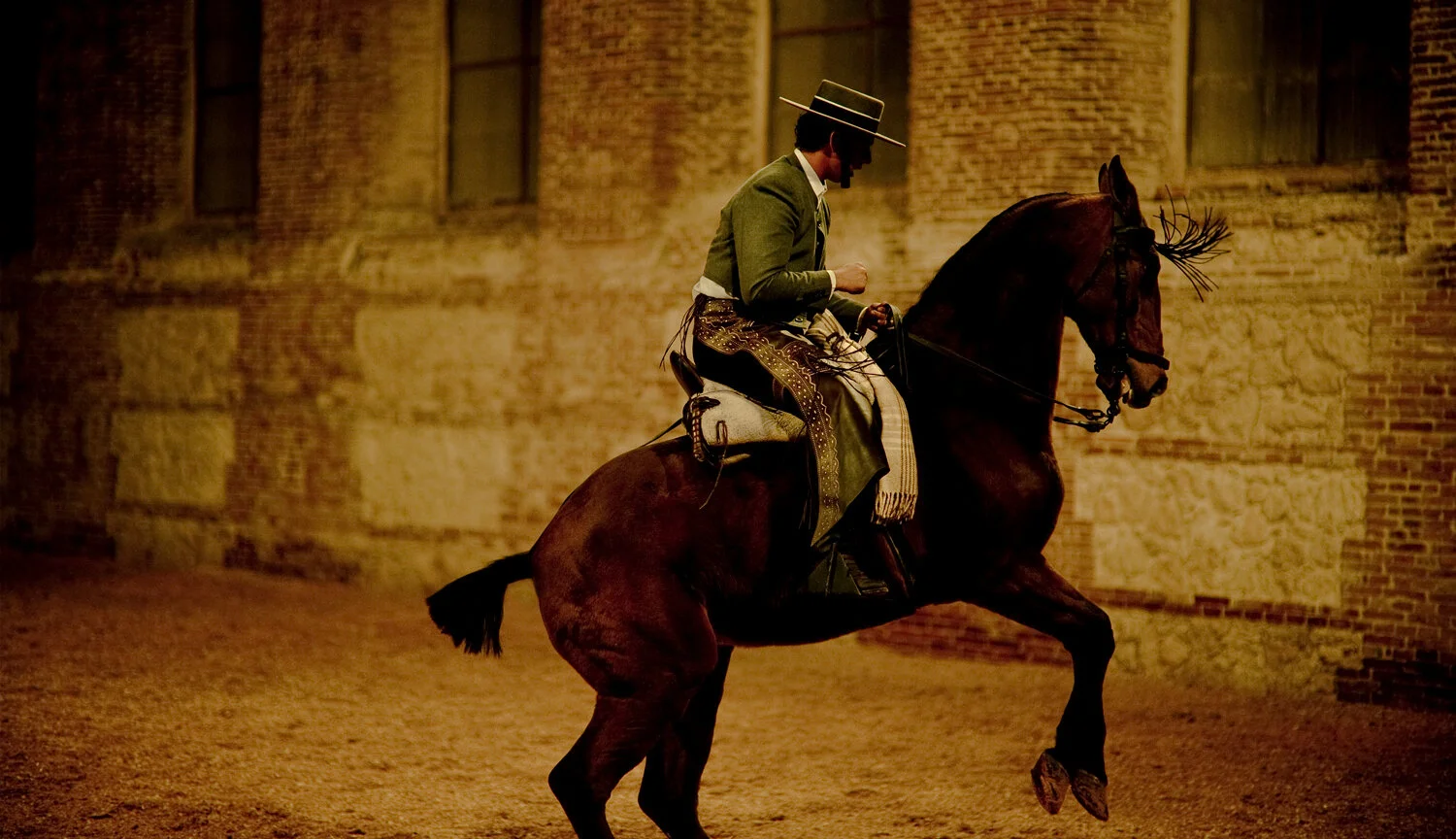  ANDALUSIAN HORSES. Cordoba, Spain. 