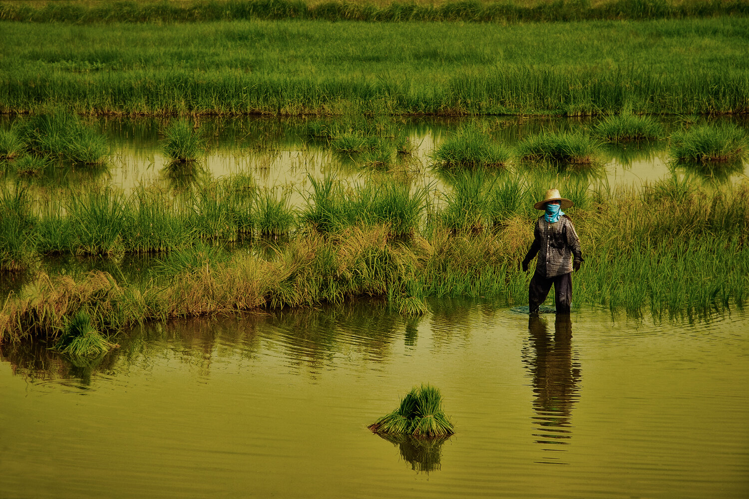 ricefield8.jpg