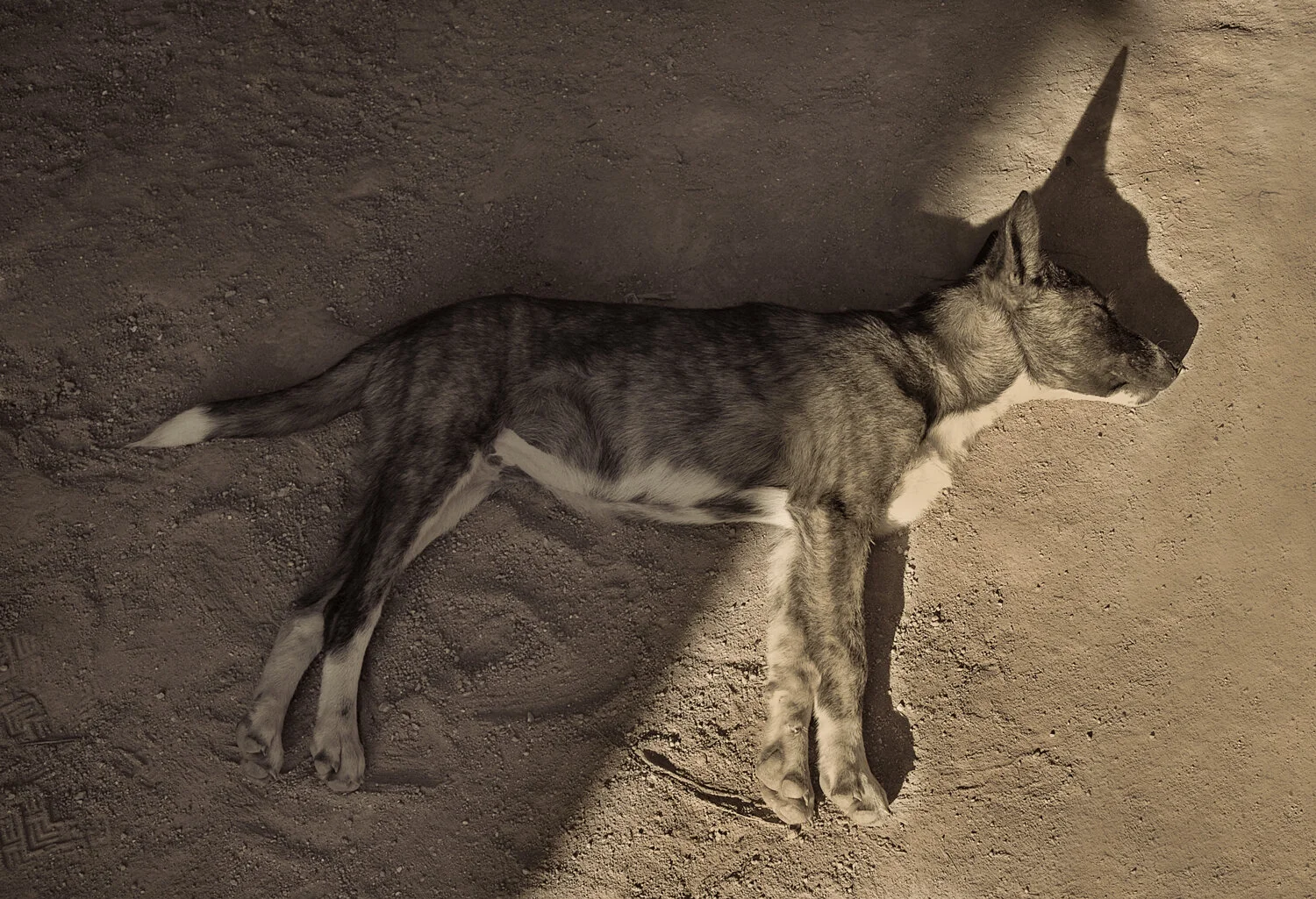 DOG.SHADOW.jpg