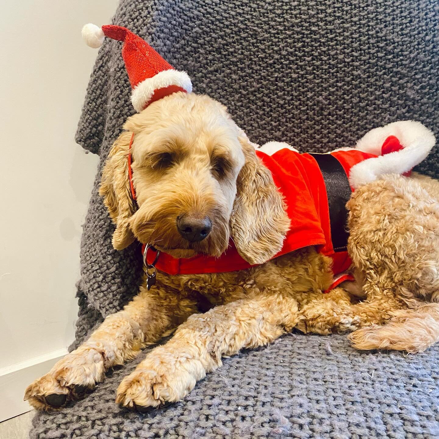 Festive Fun! ✨✨✨

We&rsquo;ve had lots of festive fun during the last two weeks of term - even Santa Paws paid us a visit! 🐾

We made stick and ink illustrations on the pages of A Christmas Carol, big pizza base baubles, pom pom Christmas cards and 