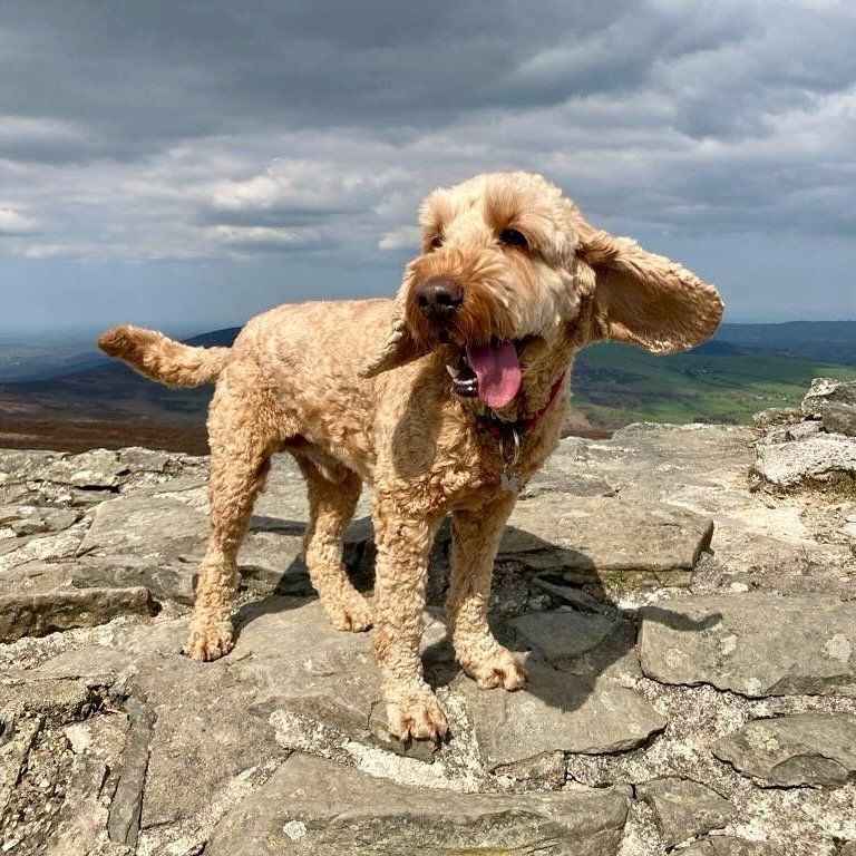 Hello!!

Emails have been sent out today - classes return week beginning Monday 22nd April and the theme is Observations! I can&rsquo;t wait 😄

We&rsquo;re looking forward to seeing you all soon, Sarah &amp; Ted 🐾 xxx
.
.
.
.
.
#cockerpoo #artclass