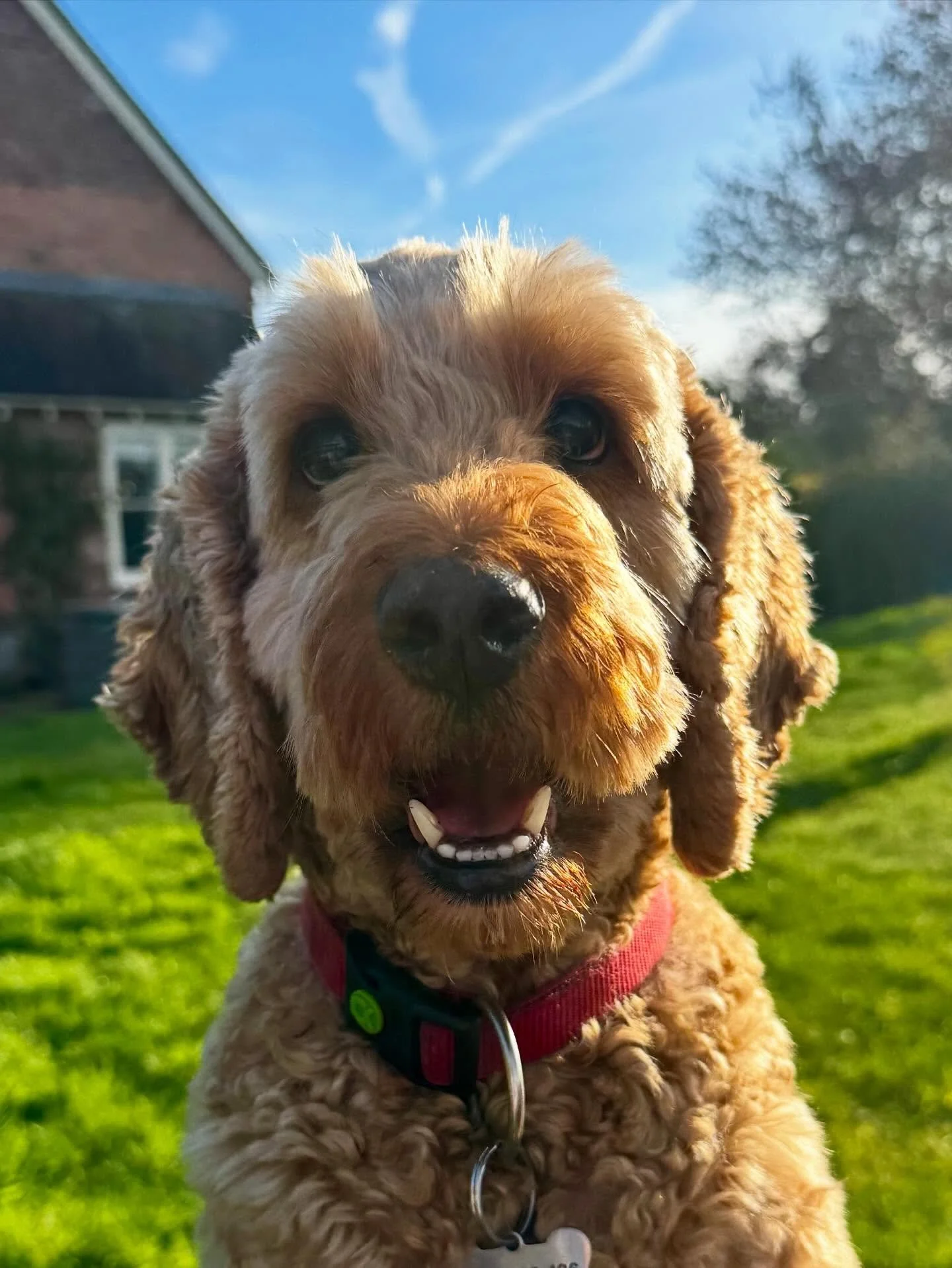 Hi everyone!

April/May term emails have gone out today 🥳 We are returning to the studio week beginning Monday 20th April. 

Enjoy your Easter break, eat lots of chocolate eggs! 🐣

Sarah &amp; Ted 🐾 xx