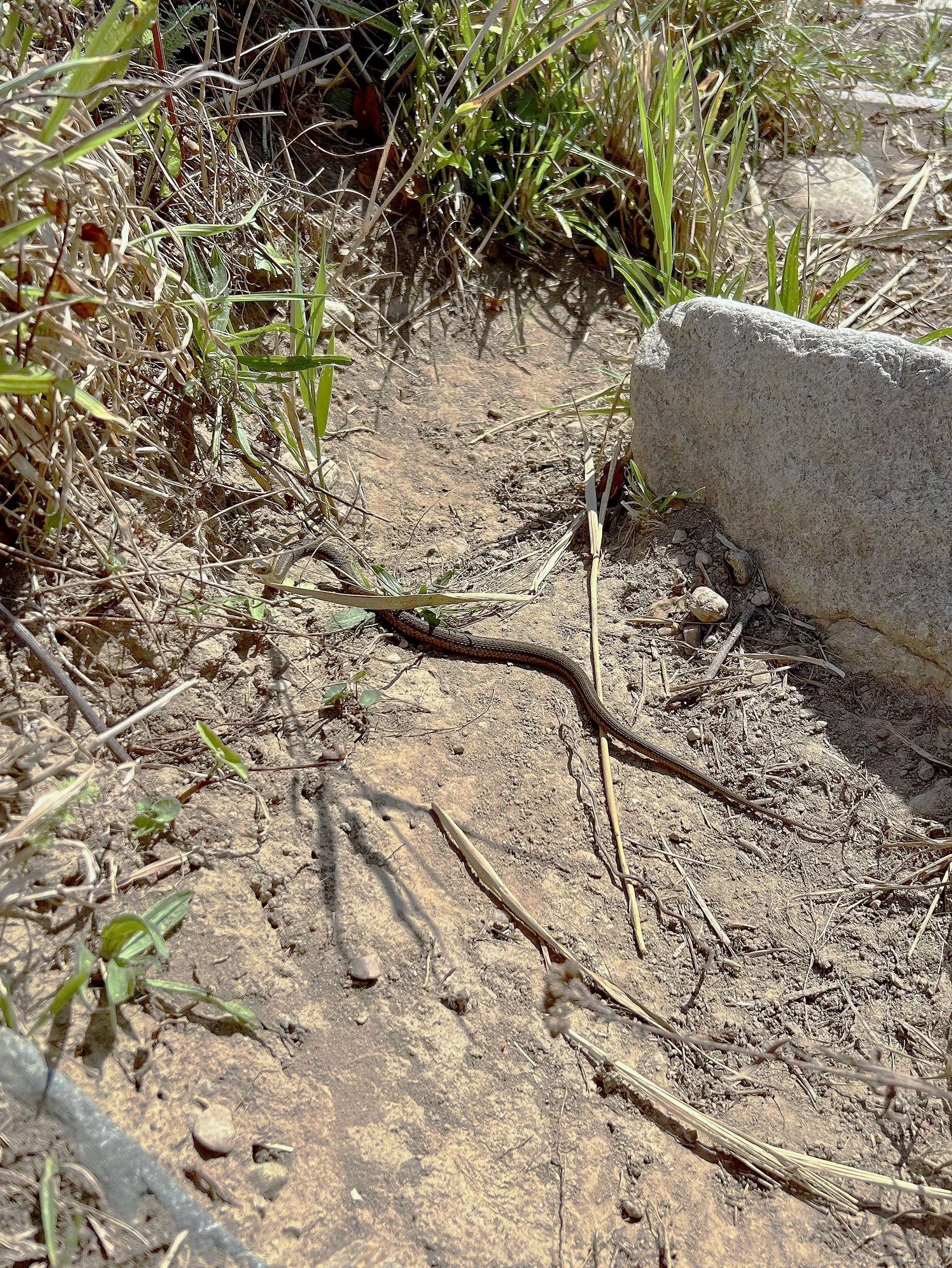 A snake warming itself in the early morning sun on the ramp down to the beach.