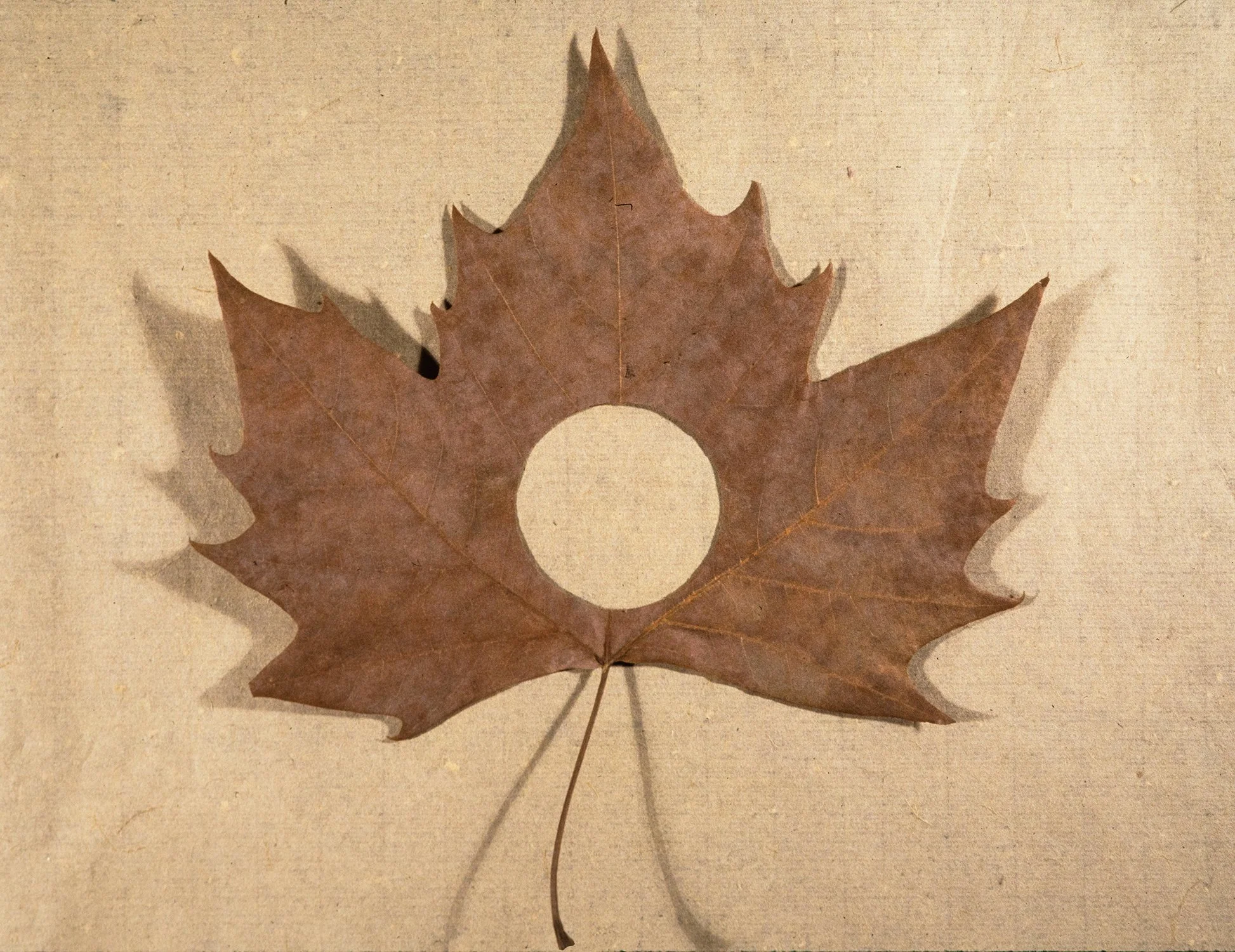Matthew Deleget, Laid Leaf Circle, 1995, Leaf with cut circle on Japanese Kozo paper, Leaf 10 x 9 inches, Paper 17 x 16 inches