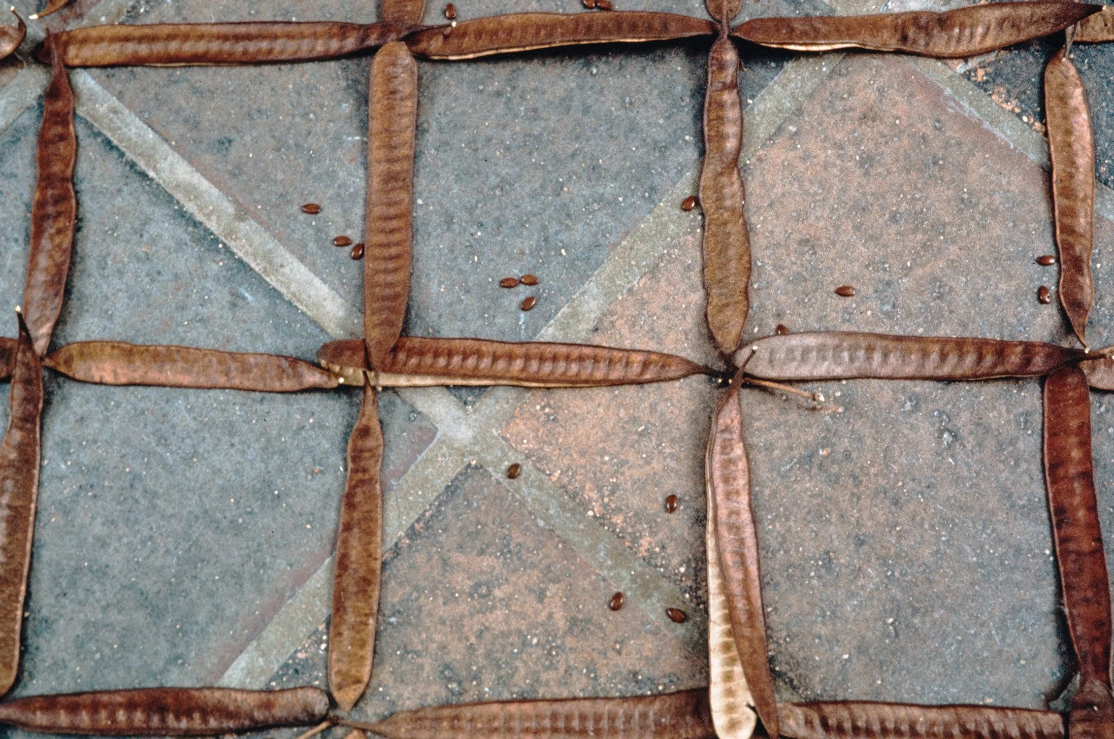 Matthew Deleget, Centripetal Rattle Seed Grid (detail), 1995, Seed pods, 50 x 30 x 1 inches
