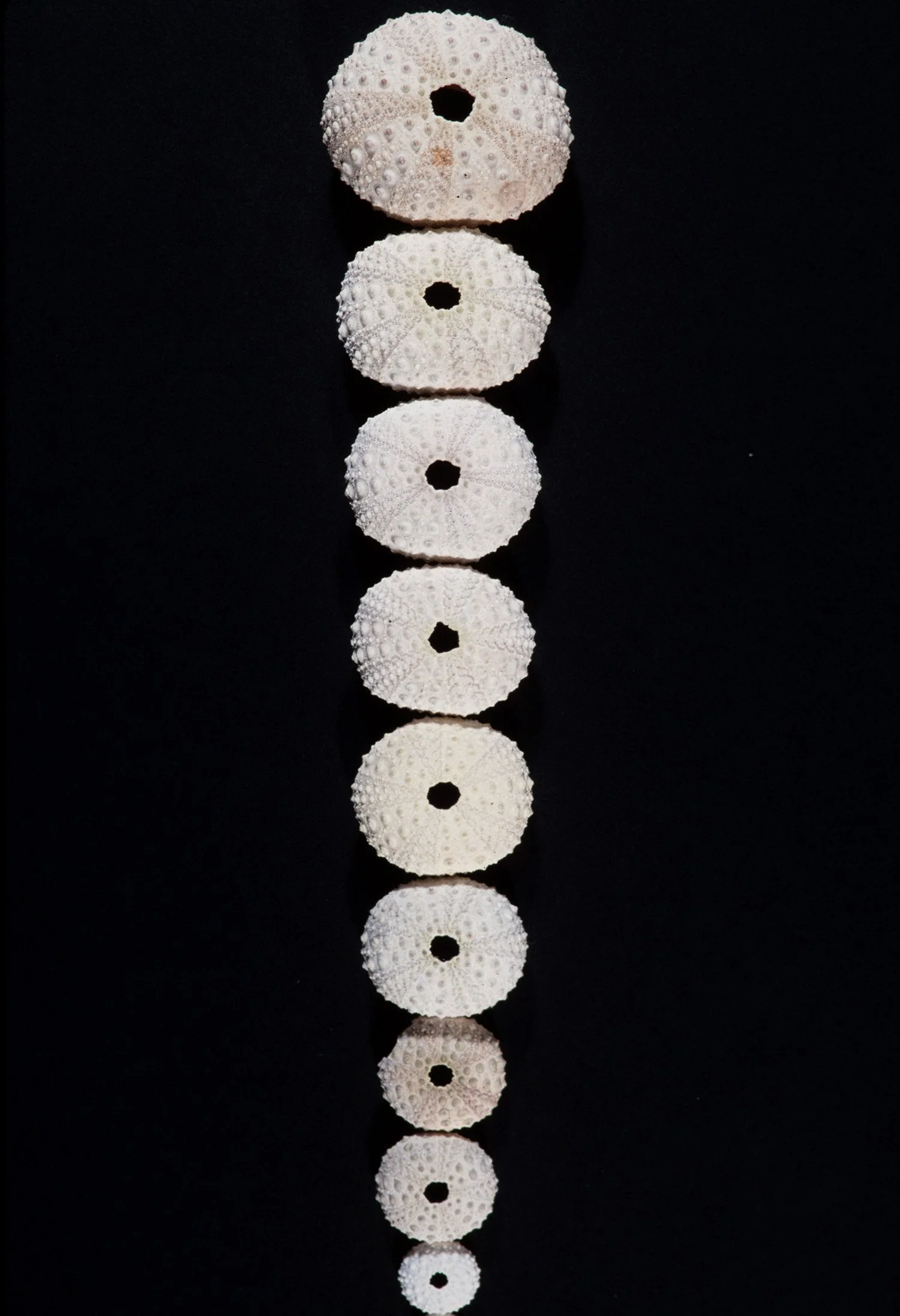 Matthew Deleget, 10 Descending Sea Anenomes, 1995, Sea anenome shells, Approximately 16 inches x 3 inches
