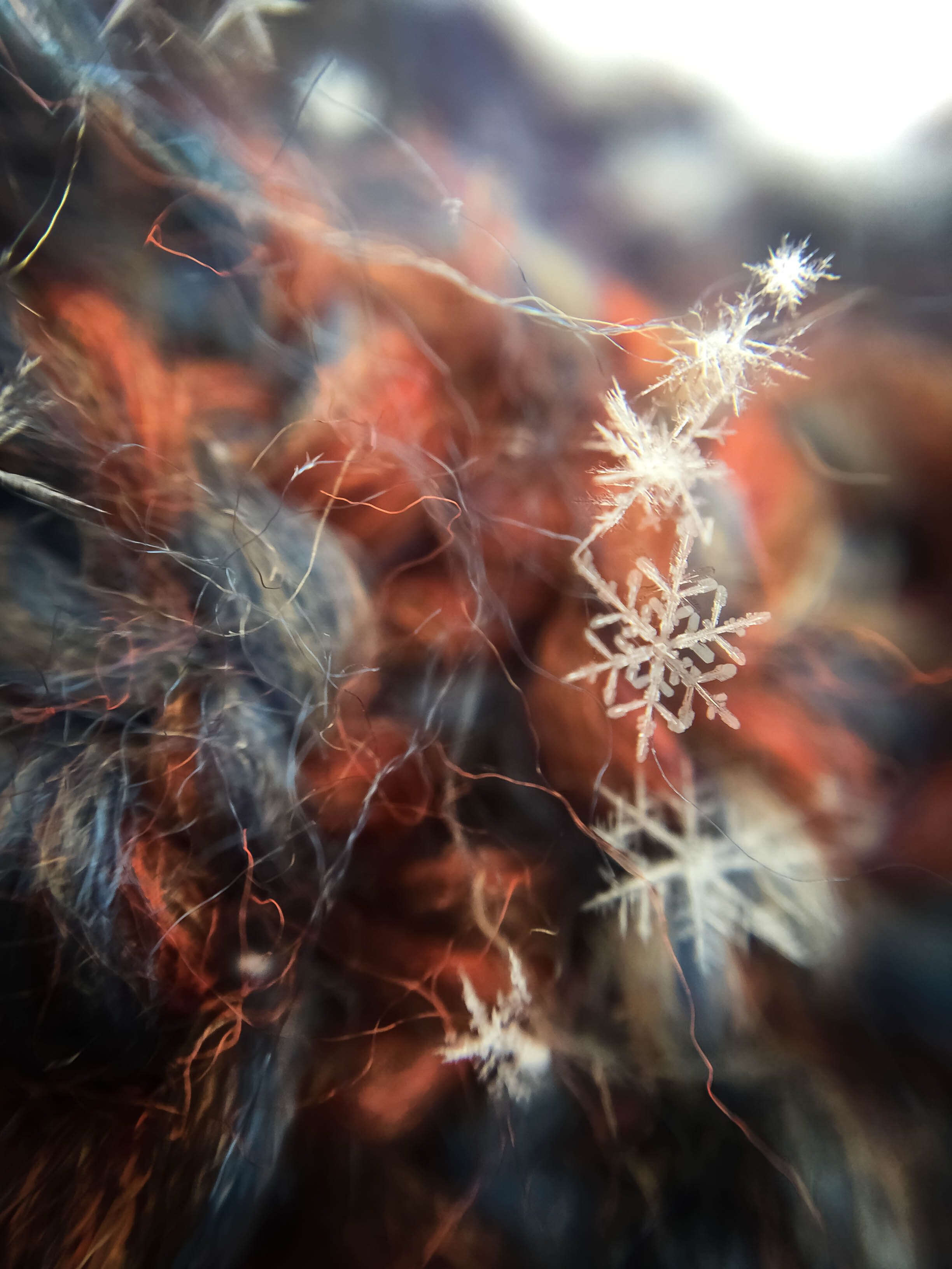 How to Photograph Snowflakes (and Blow Your Mind) — Craig Goodwin  Photography