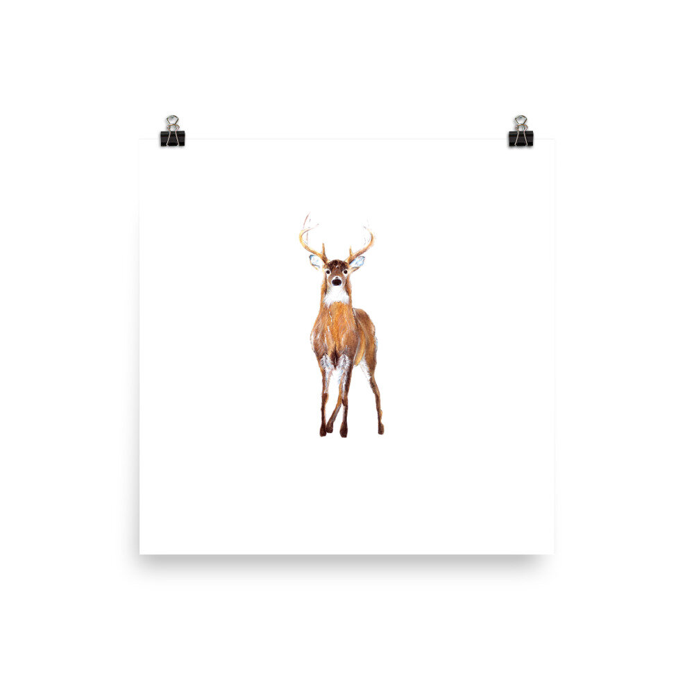 white-tailed buck print