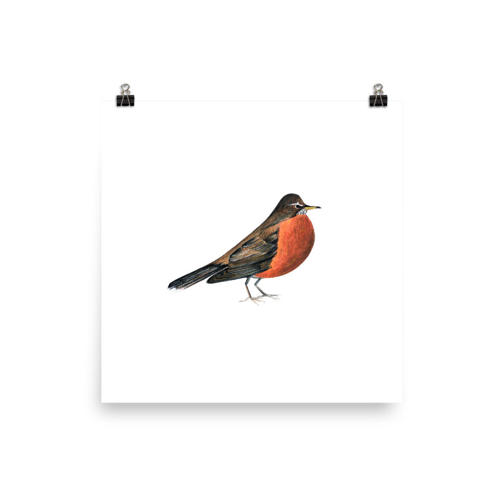 gift ideas for robin lovers