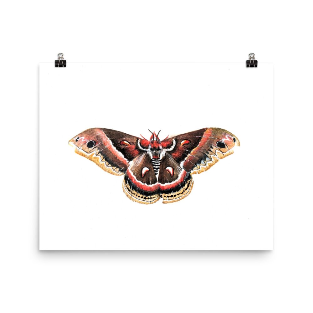 enhanced-matte-paper-poster-(in)-16x20-transparent-62647d553655b.jpg