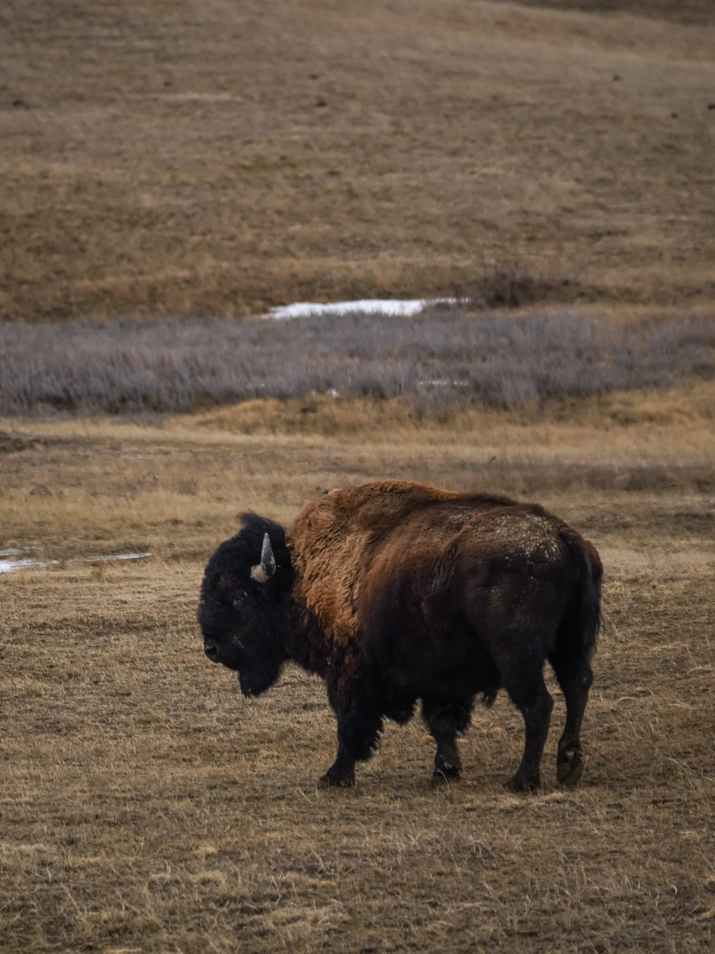 The first day of our road trip from Minnesota to South Dakota looked a little like this:

1-2.  We traded the wet, snowy spring for dry, windy, and brown with a side of buffalo
3.  We arrived in the Badlands National Park late afternoon 
4. Found the