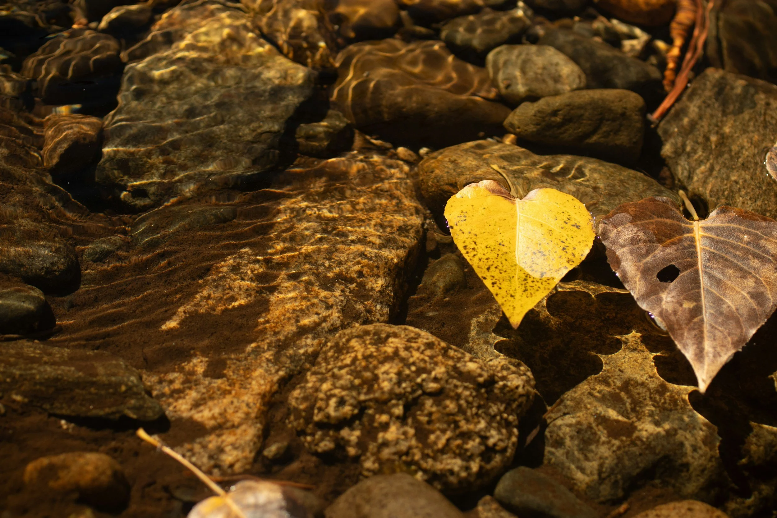 Close-up of fallen yellow and brown leaves on rocks in a shallow stream.