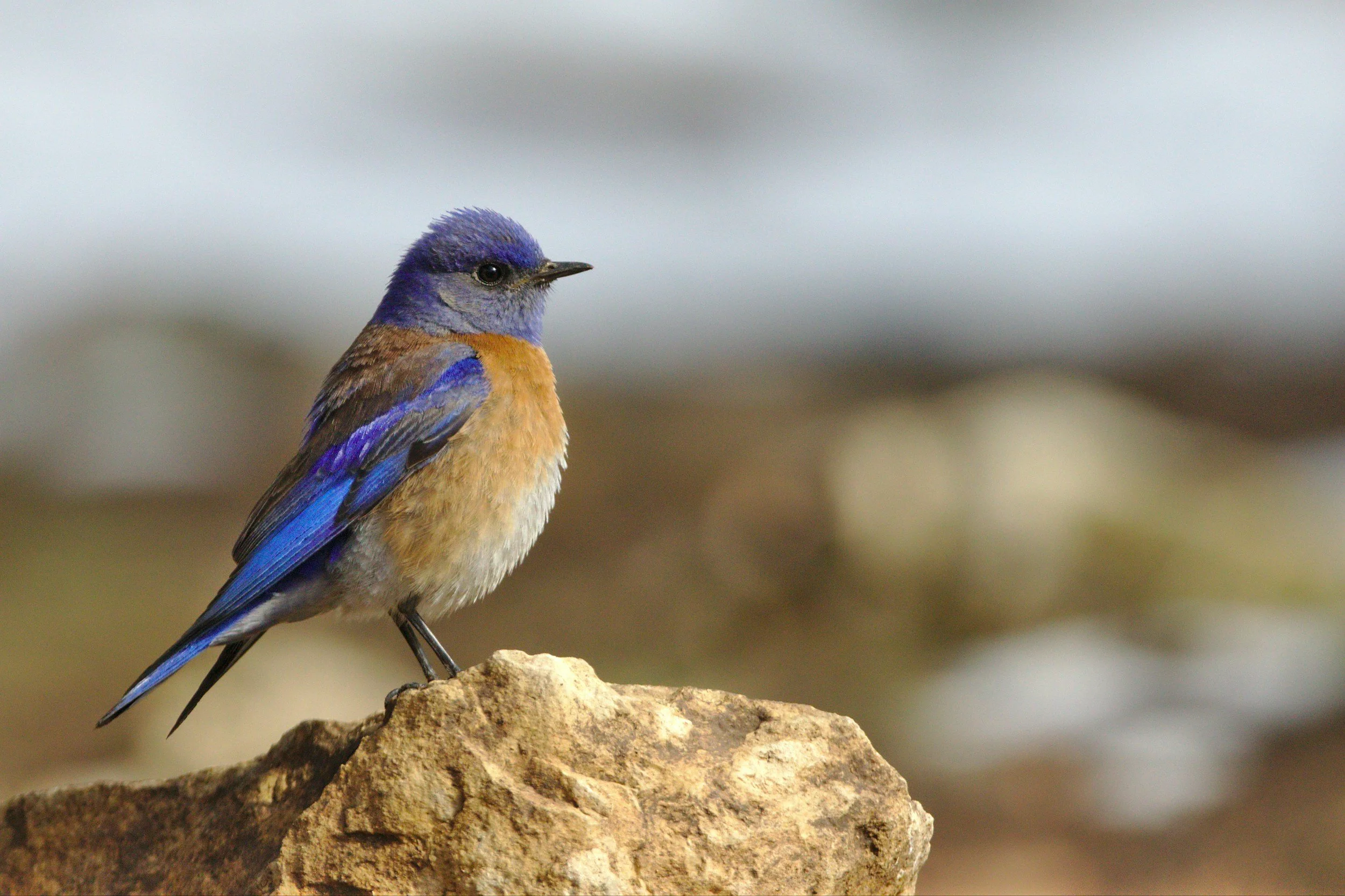 A small bird with blue and brown feathers perched on a rock against a blurred background.
