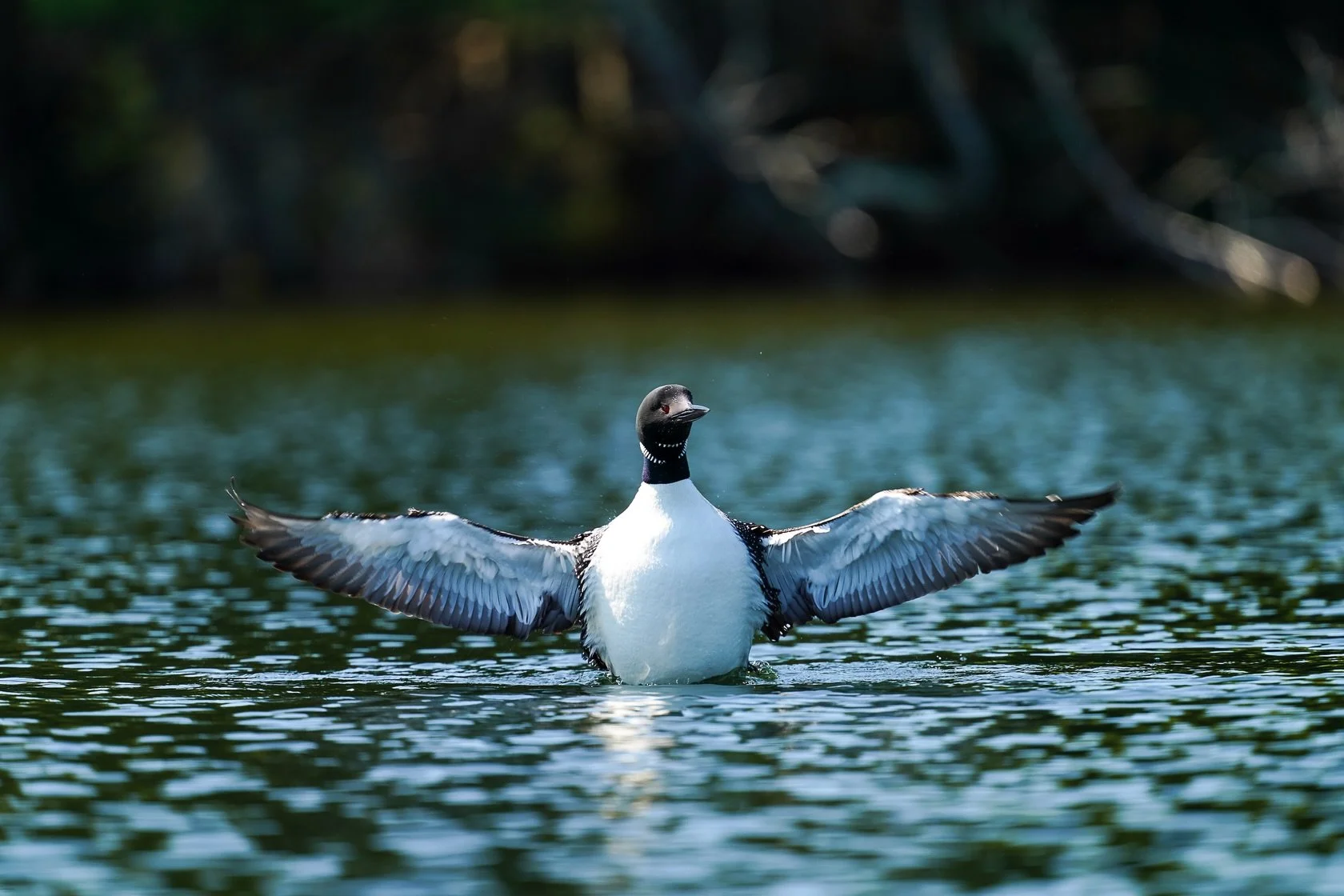 When you slow down enough to notice, the Common Loon is anything but common

Hoping to have another opportunity to capture more images of this amazing creature this weekend at the cabin. 

How do you slow down in this fast-paced world?

#intentionall