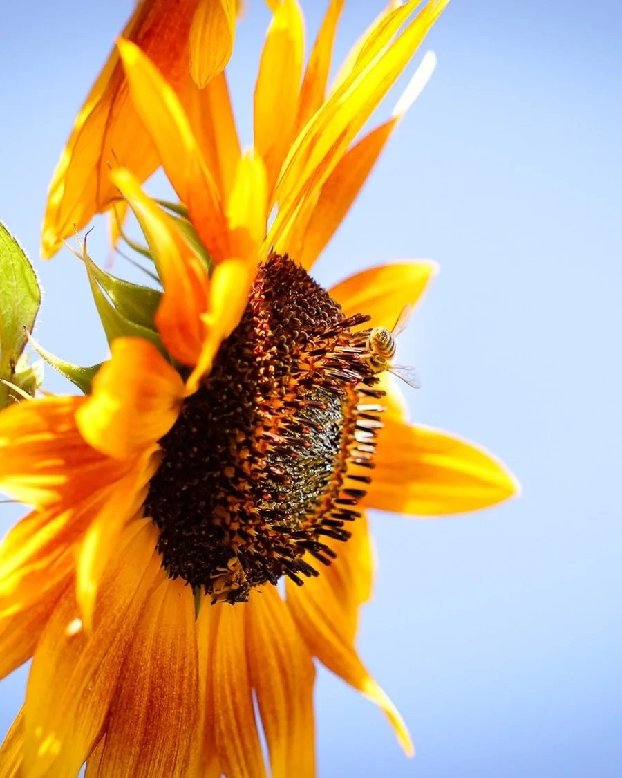 I sure enjoyed the few sunflowers that grew in my garden this last month. To me, they&rsquo;re the picture of what it means to turn your eyes upon Jesus. 

No matter where it&rsquo;s planted, rocky soil or smooth, it will always turn its&rsquo; face 