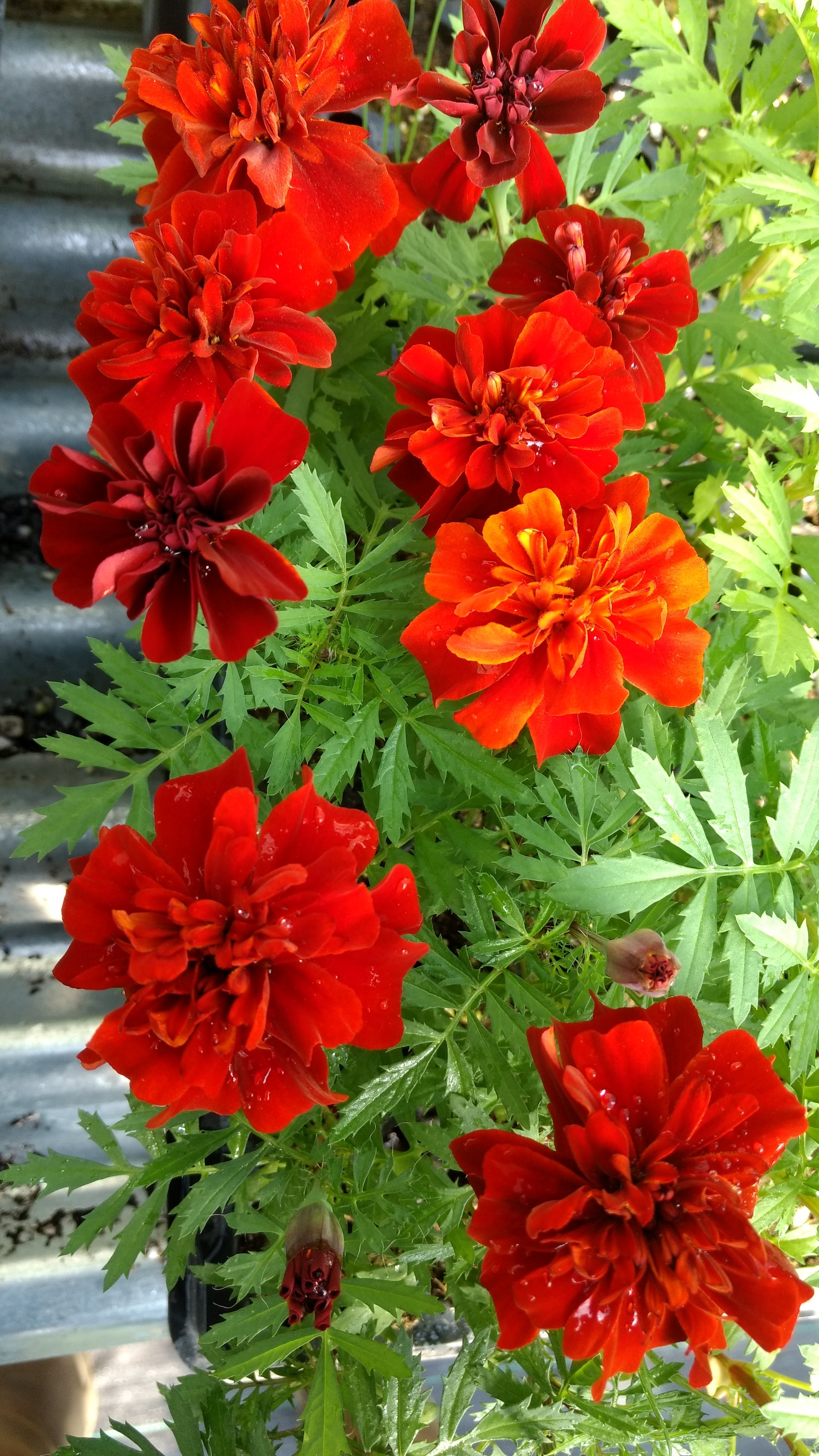 Store 2 Greenbush Greenhouses and Farm