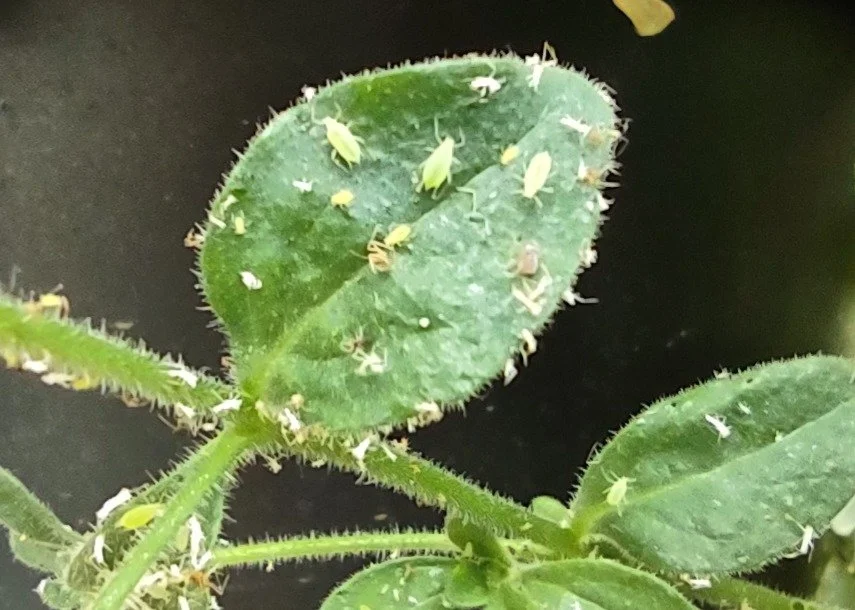 🐞Why do my Hanging Baskets have Aphids?
