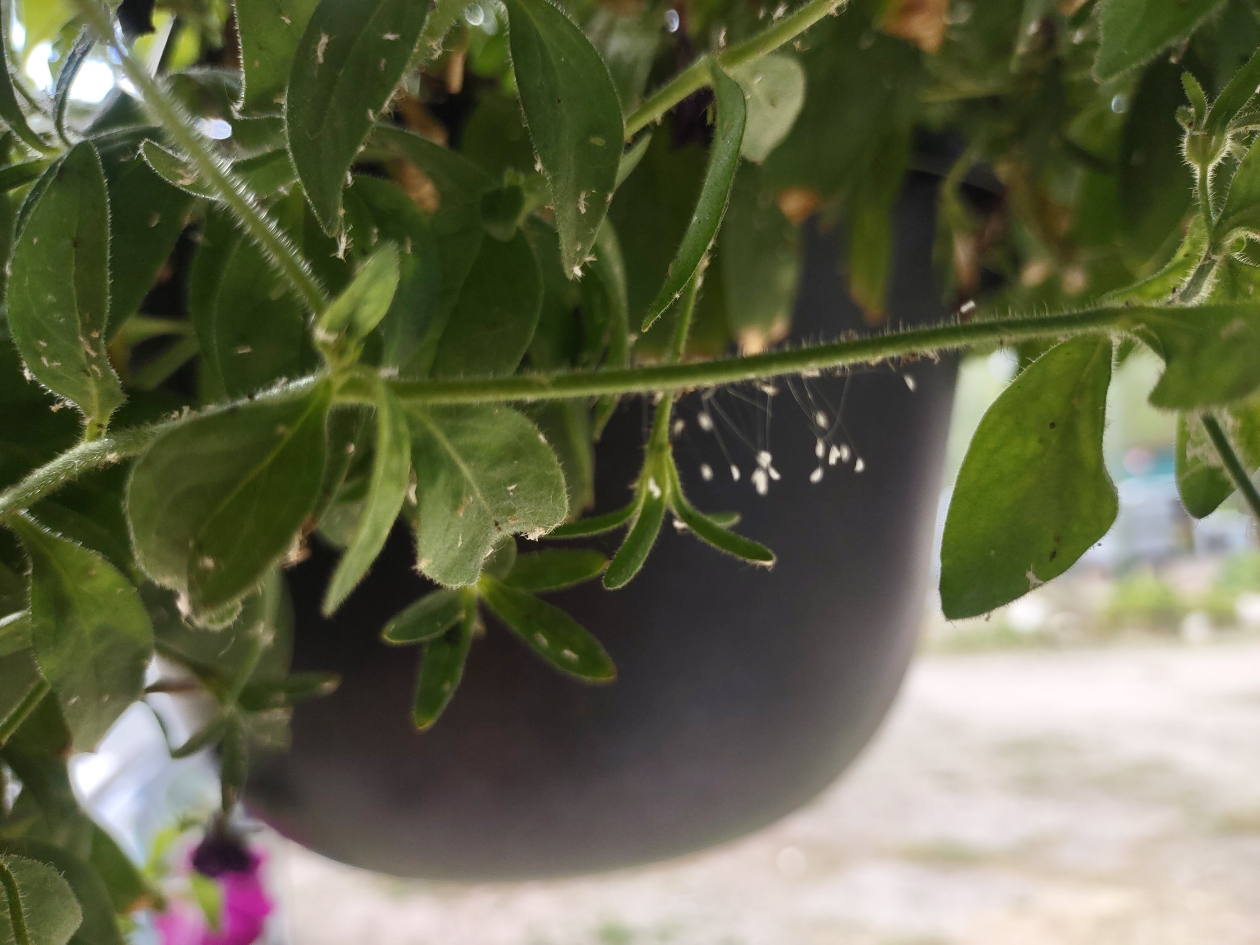 Aphids, Beneficial Bugs, and Why We Don't Use Neonicotinoid Pesticides