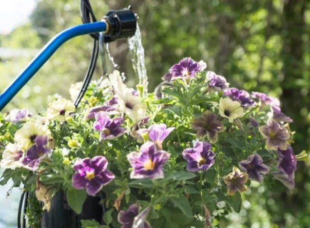 How to Water Hanging Baskets Properly
