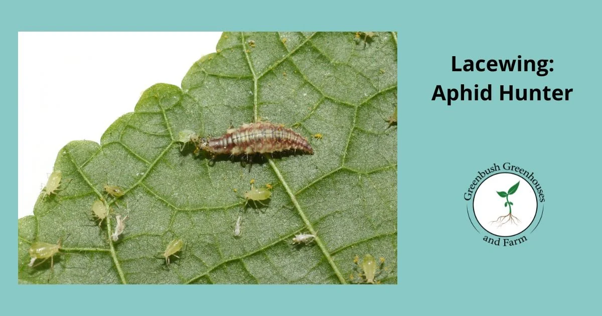 The Amazing Lacewing: The Aphid Hunter in Your Garden