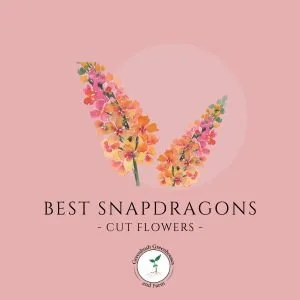 Best Snapdragon Varieties for Stunning Cut Flowers